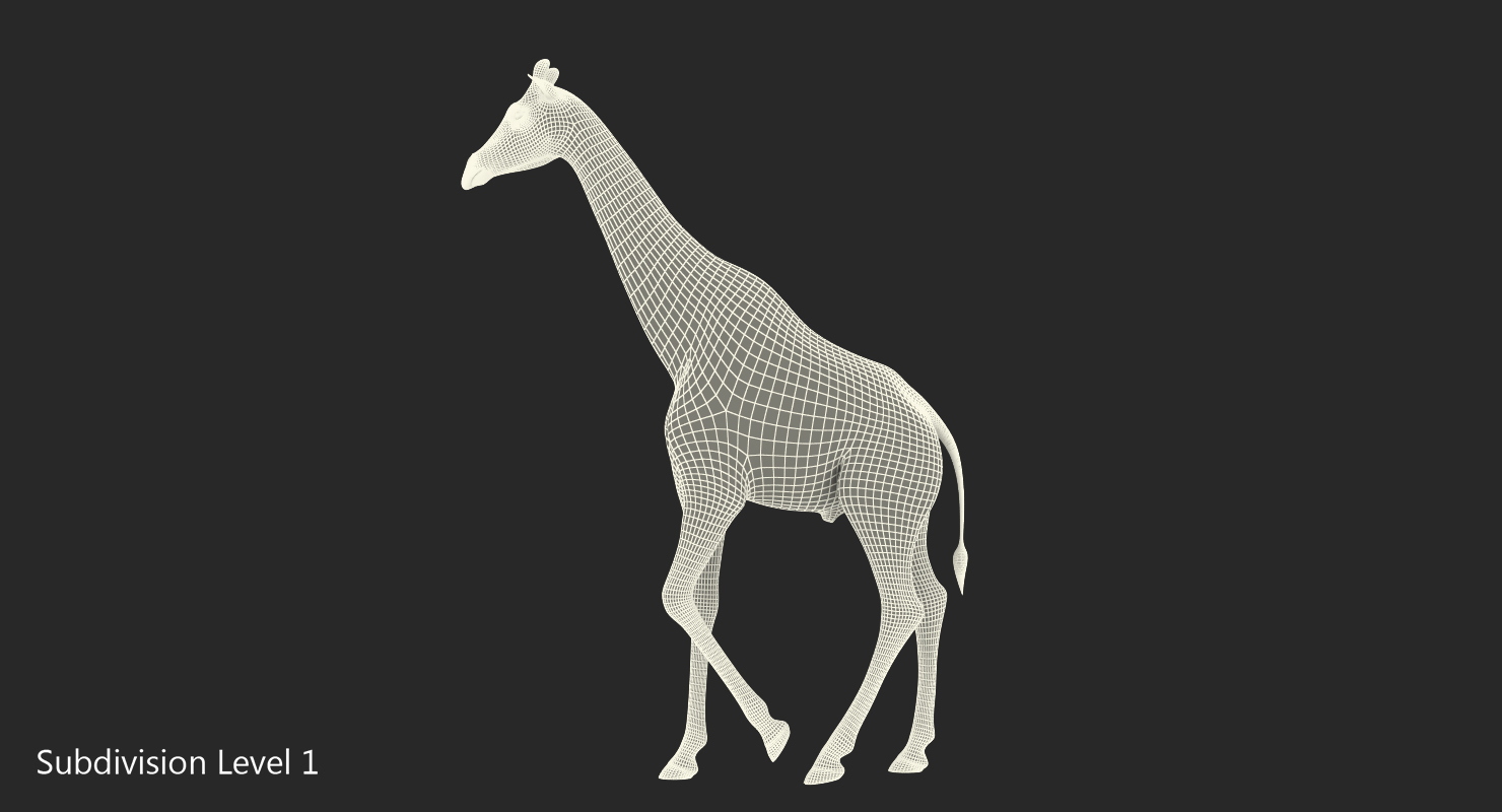 3D African Giraffe Walking Pose model