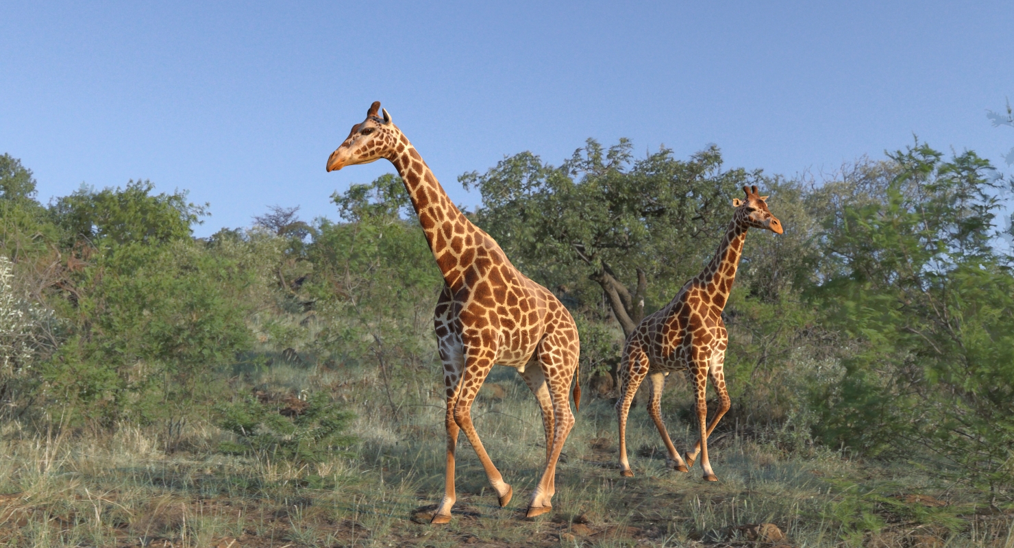 3D African Giraffe Walking Pose model