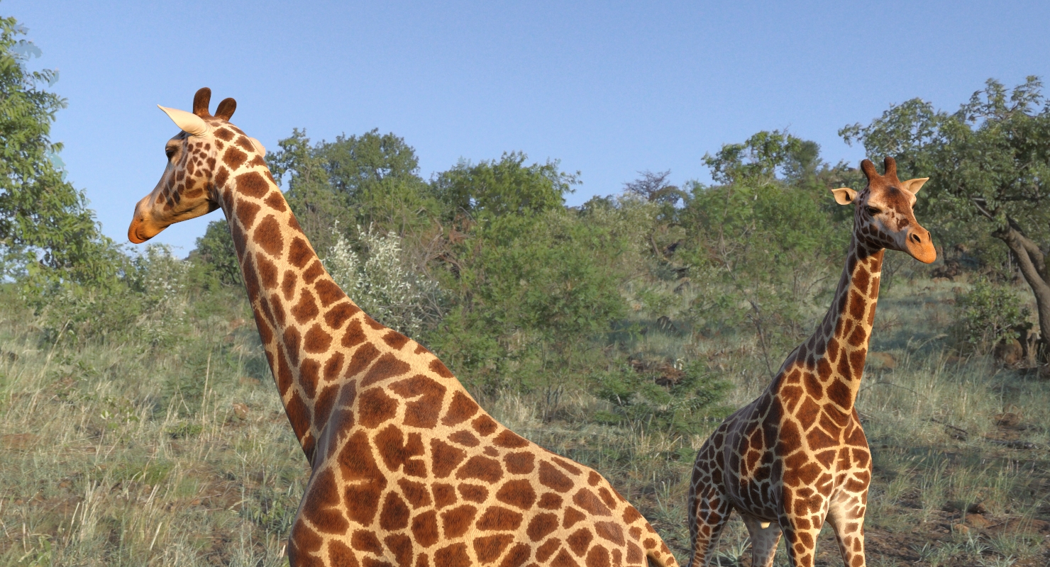 3D African Giraffe Walking Pose model