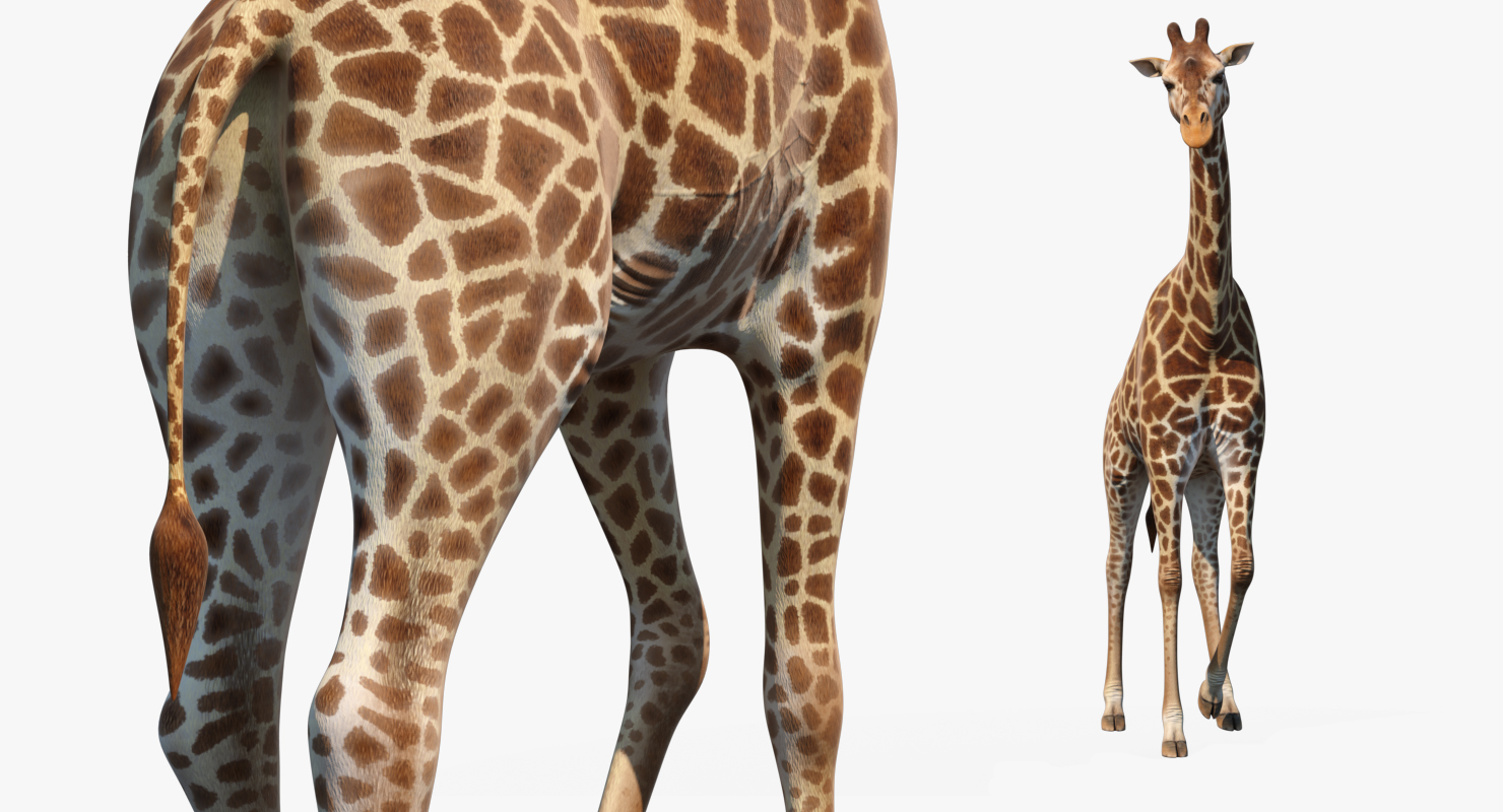 3D African Giraffe Walking Pose model