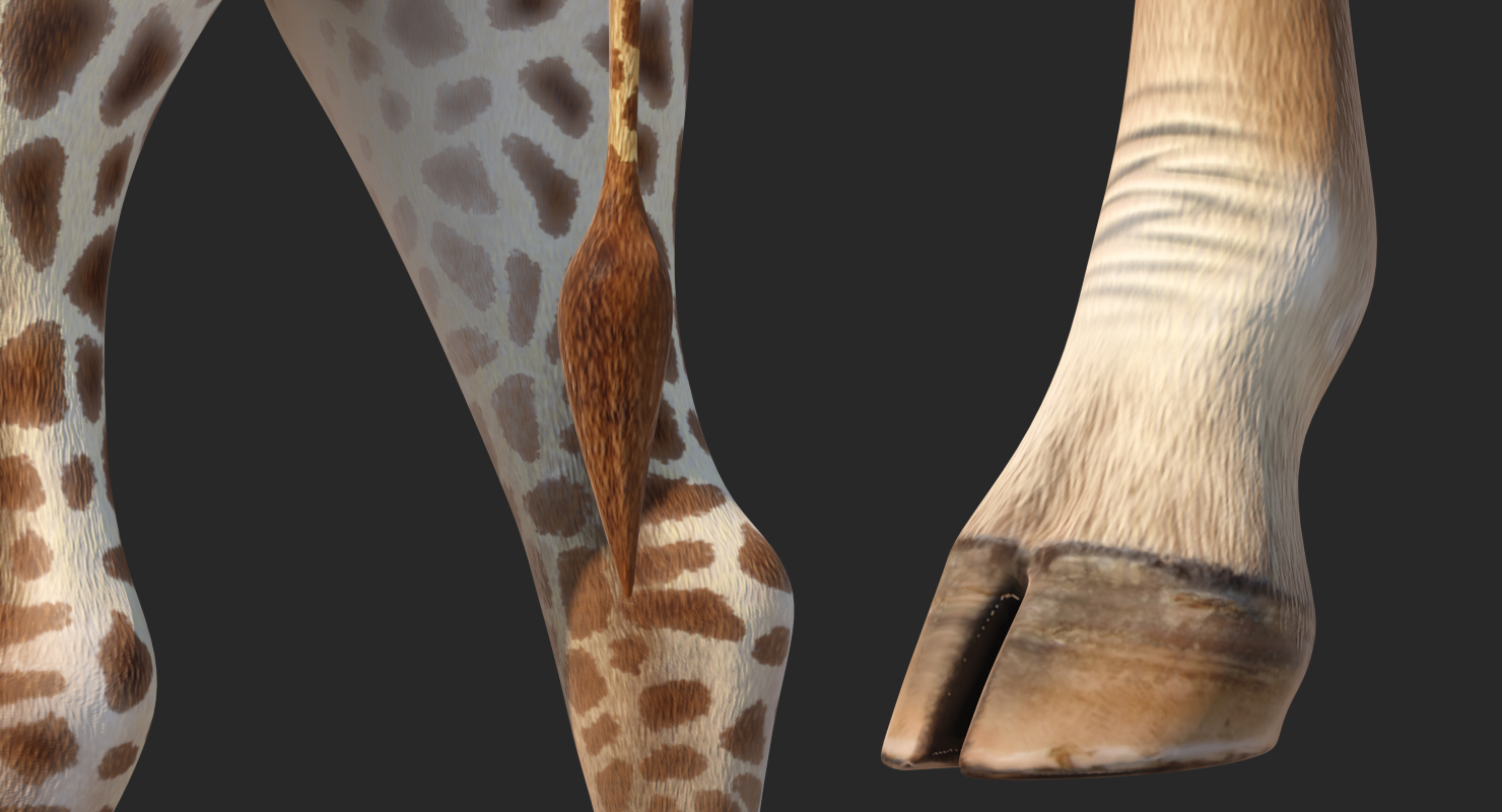 3D African Giraffe Walking Pose model