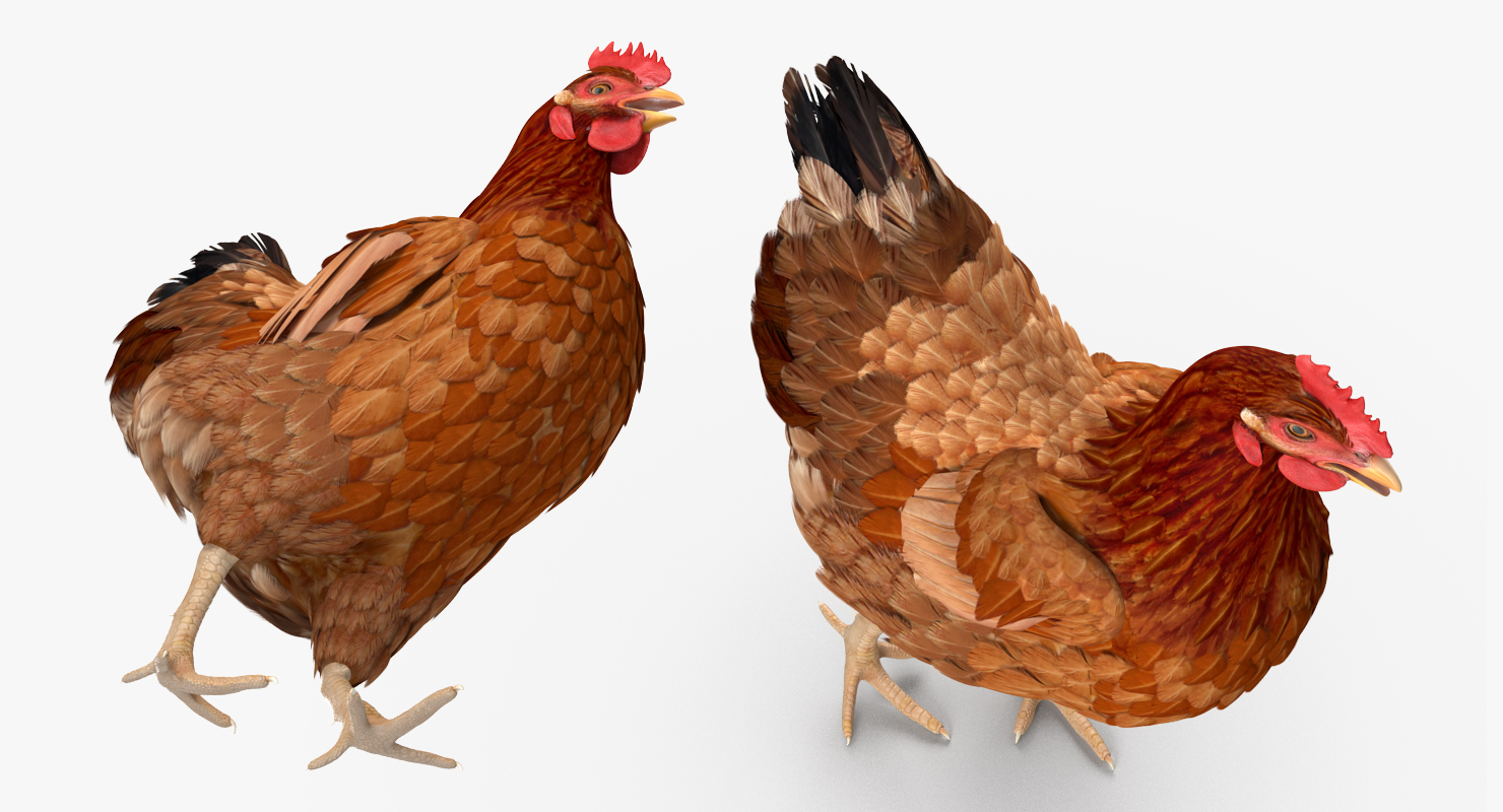 3D Brown Chicken Walking Pose
