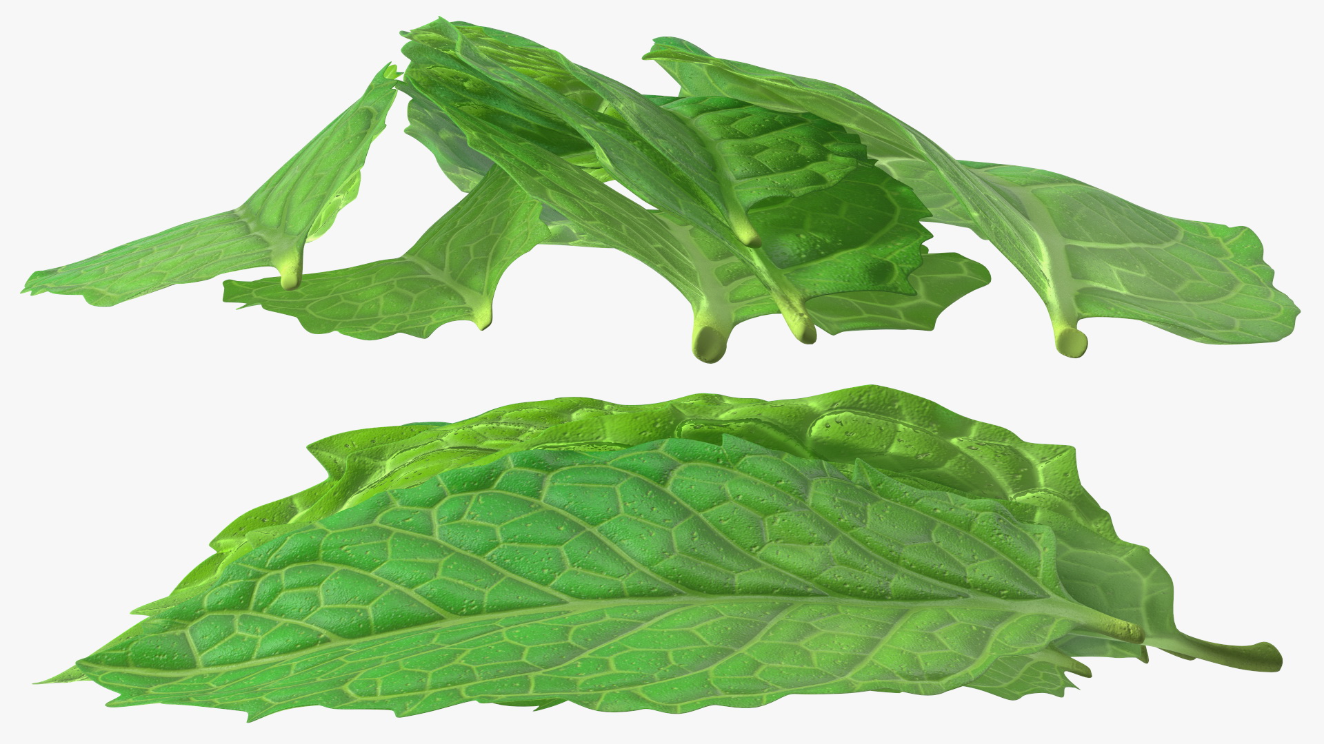 3D Bunch of Fresh Mint Leaves