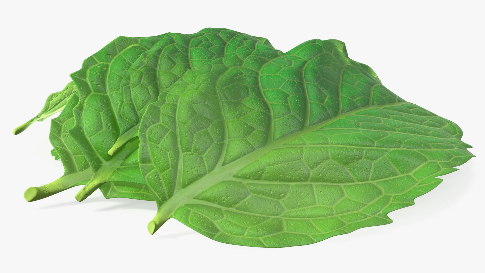 3D Bunch of Fresh Mint Leaves