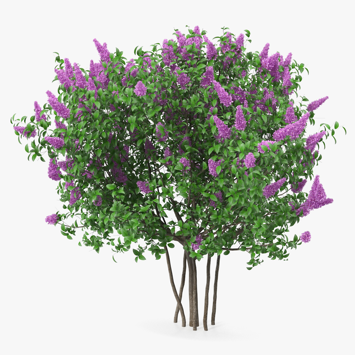 Syringa Vulgaris or Lilac Shrub