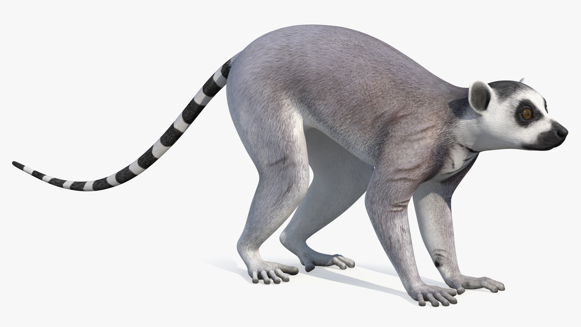 3D Lemur Rigged for Maya