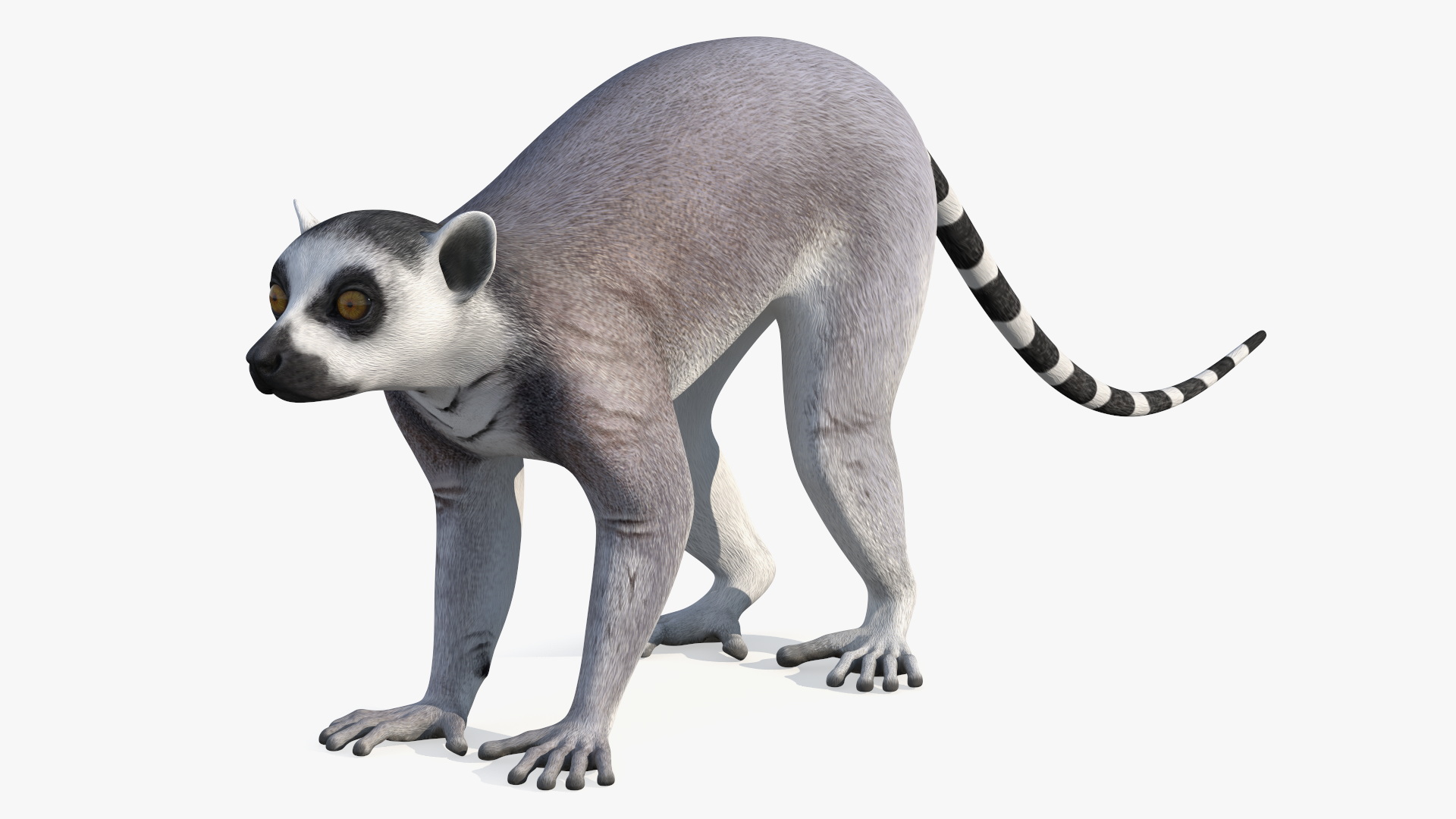 3D Lemur Rigged for Maya