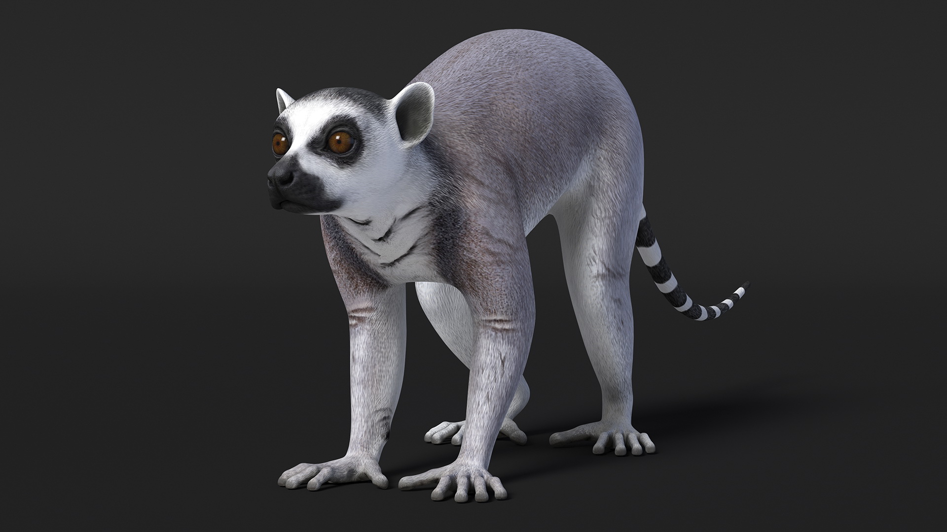 3D Lemur Rigged for Maya