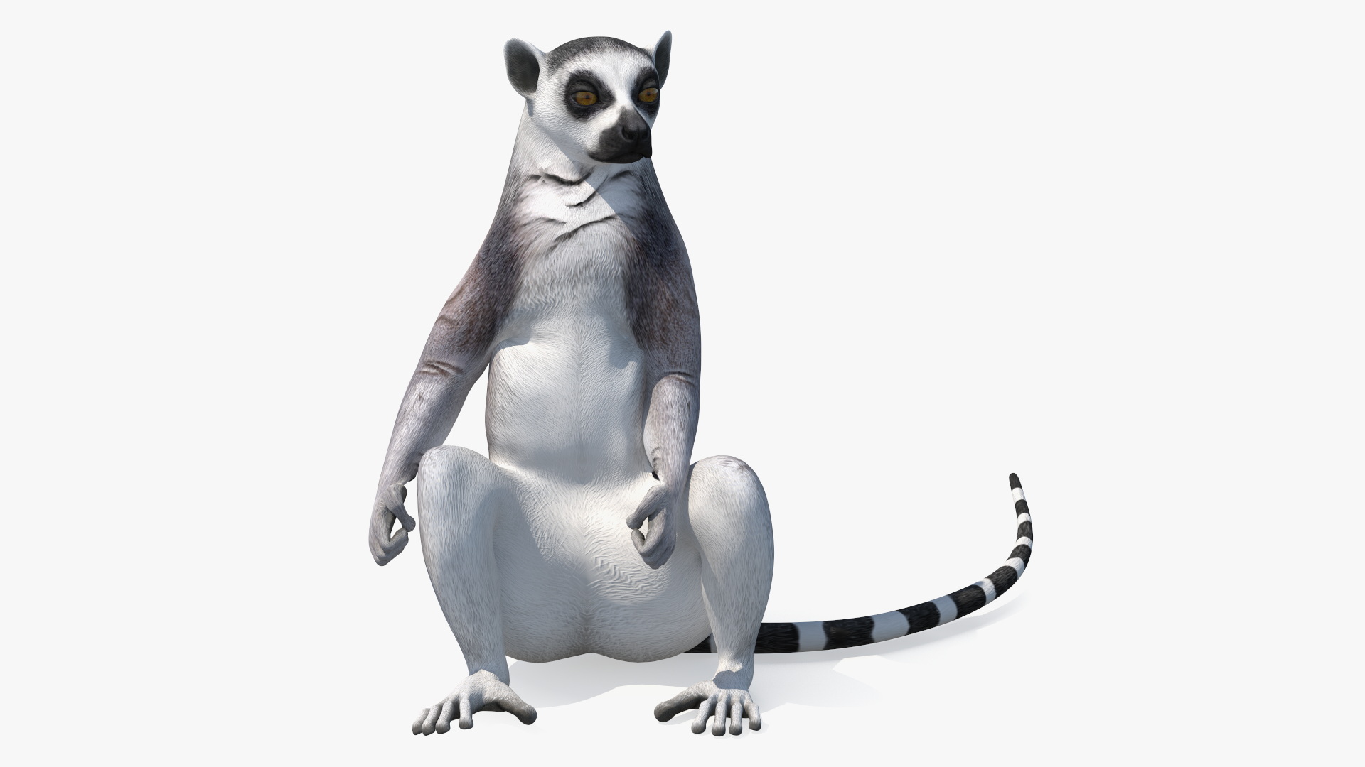 3D Lemur Rigged for Maya