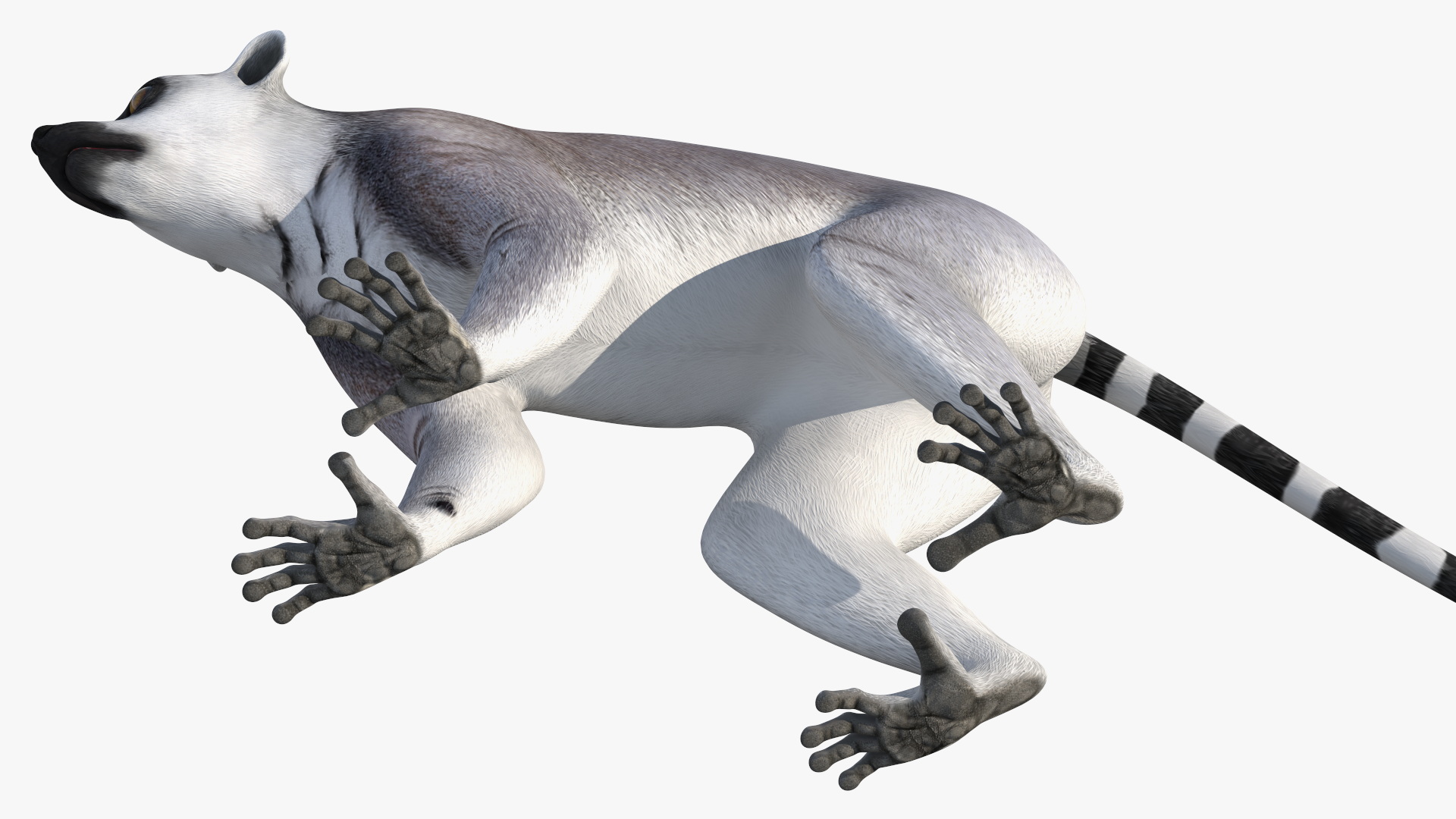 3D Lemur Rigged for Maya