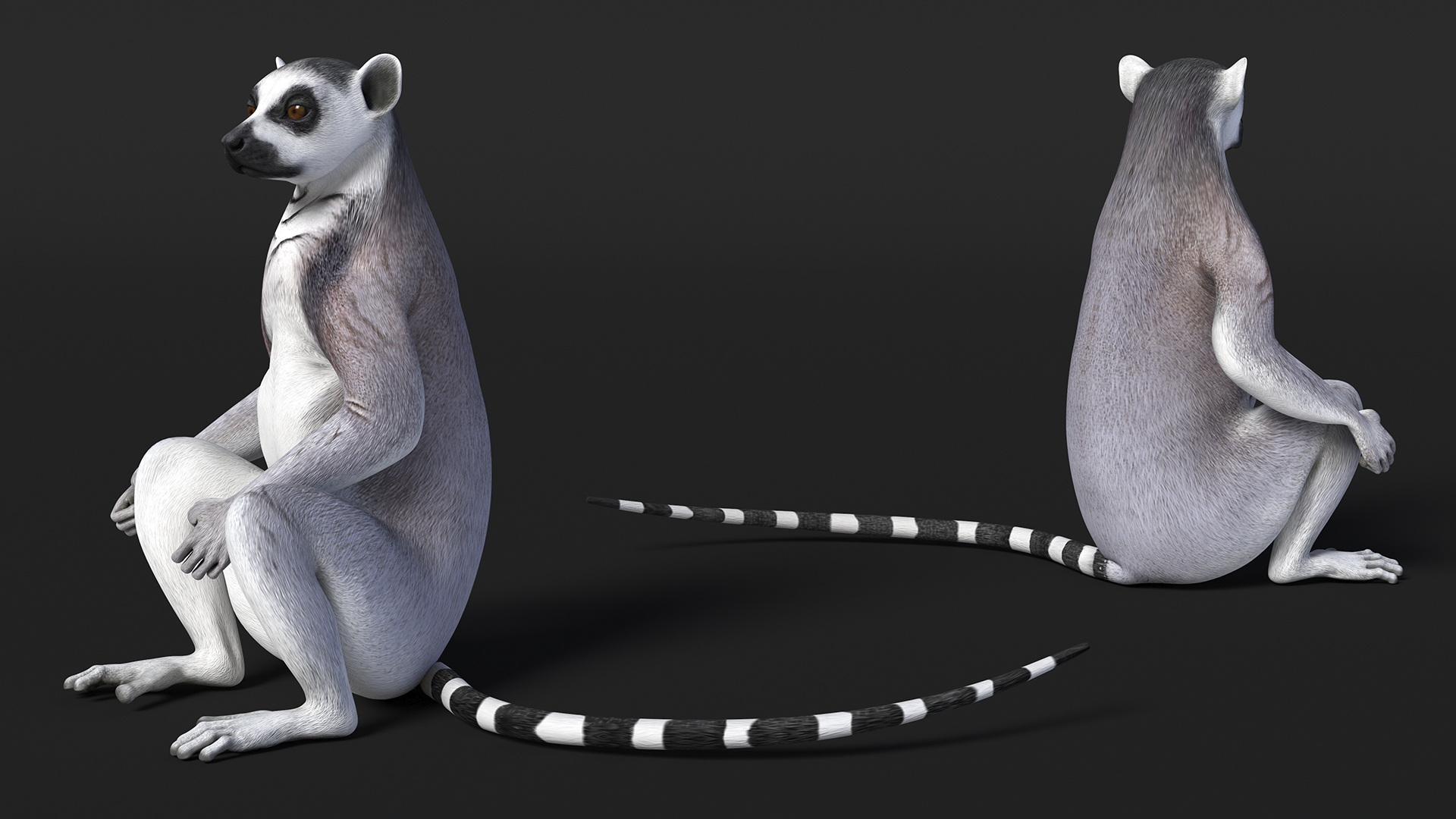 3D Lemur Rigged for Maya