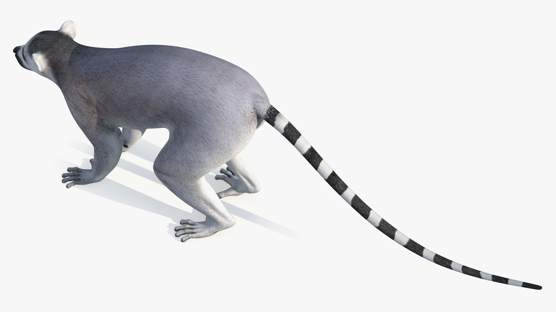 3D Lemur Rigged for Maya