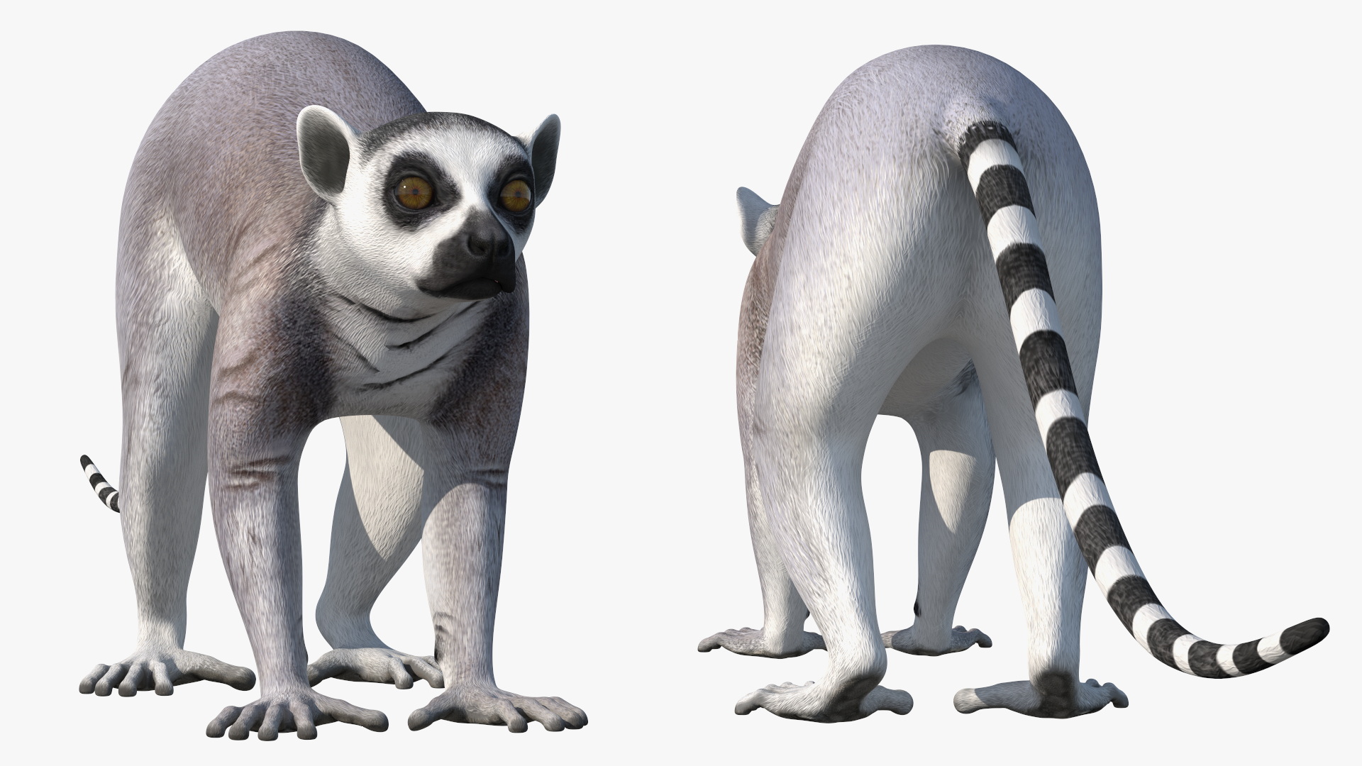 3D Lemur Rigged for Maya