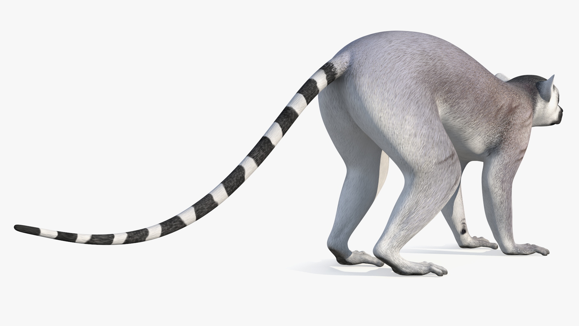 3D Lemur Rigged for Maya