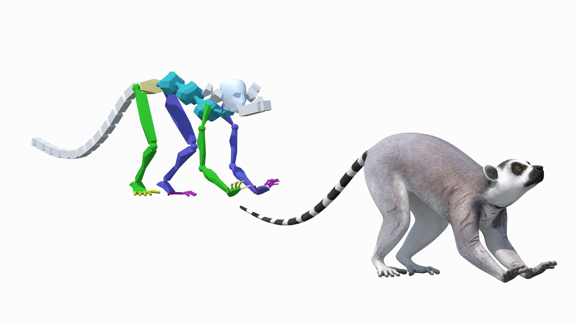 3D Lemur Rigged for Maya