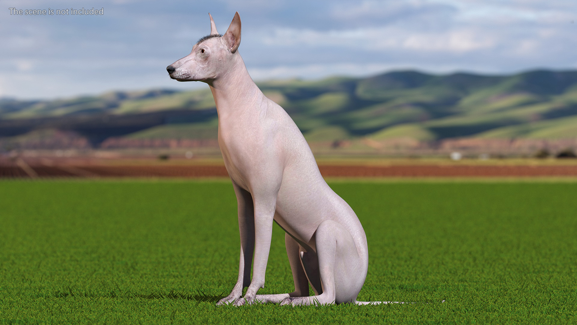 Xoloitzcuintli Mexican Dog Fawn Fur Rigged 3D