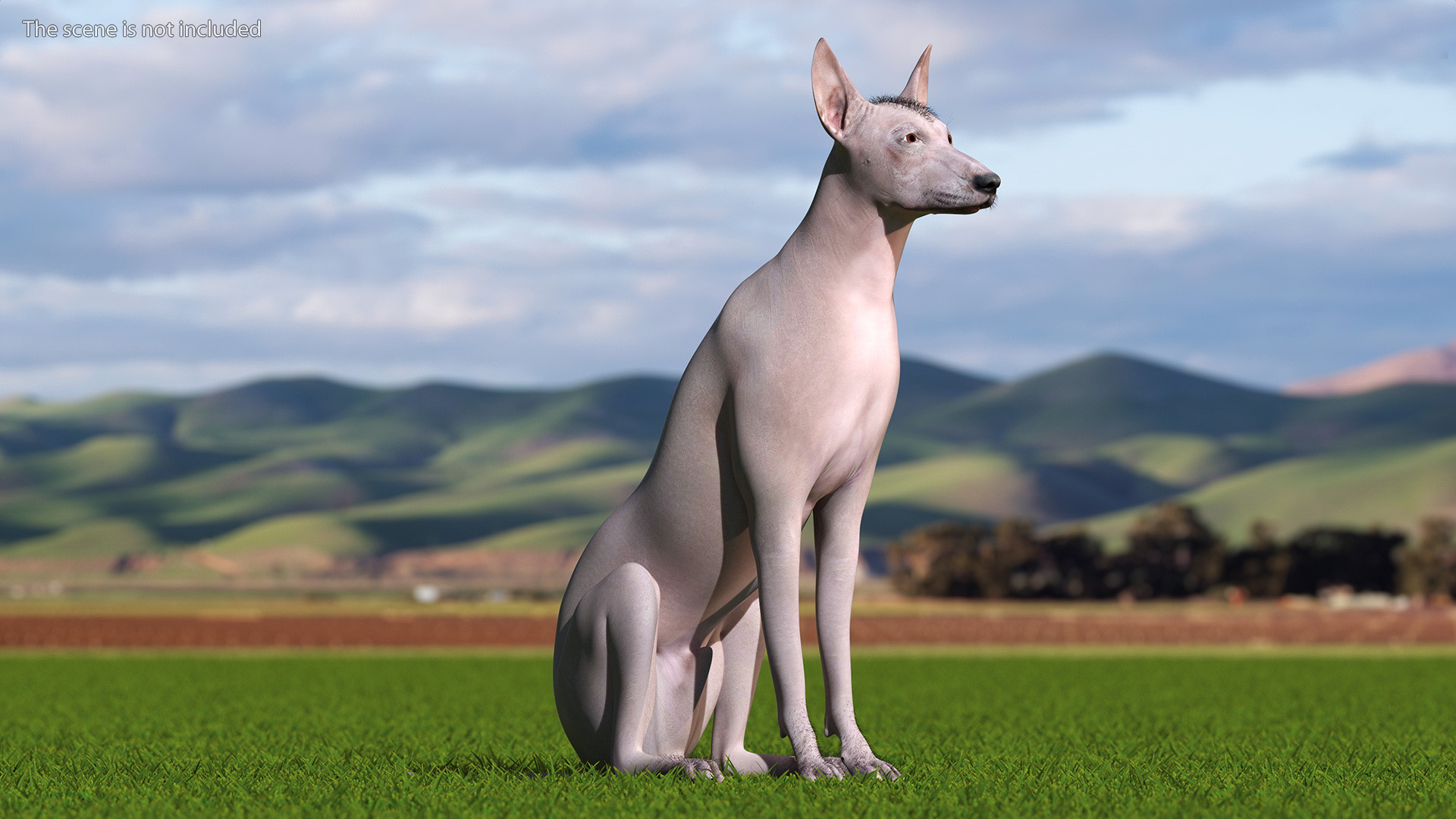 Xoloitzcuintli Mexican Dog Fawn Fur Rigged 3D