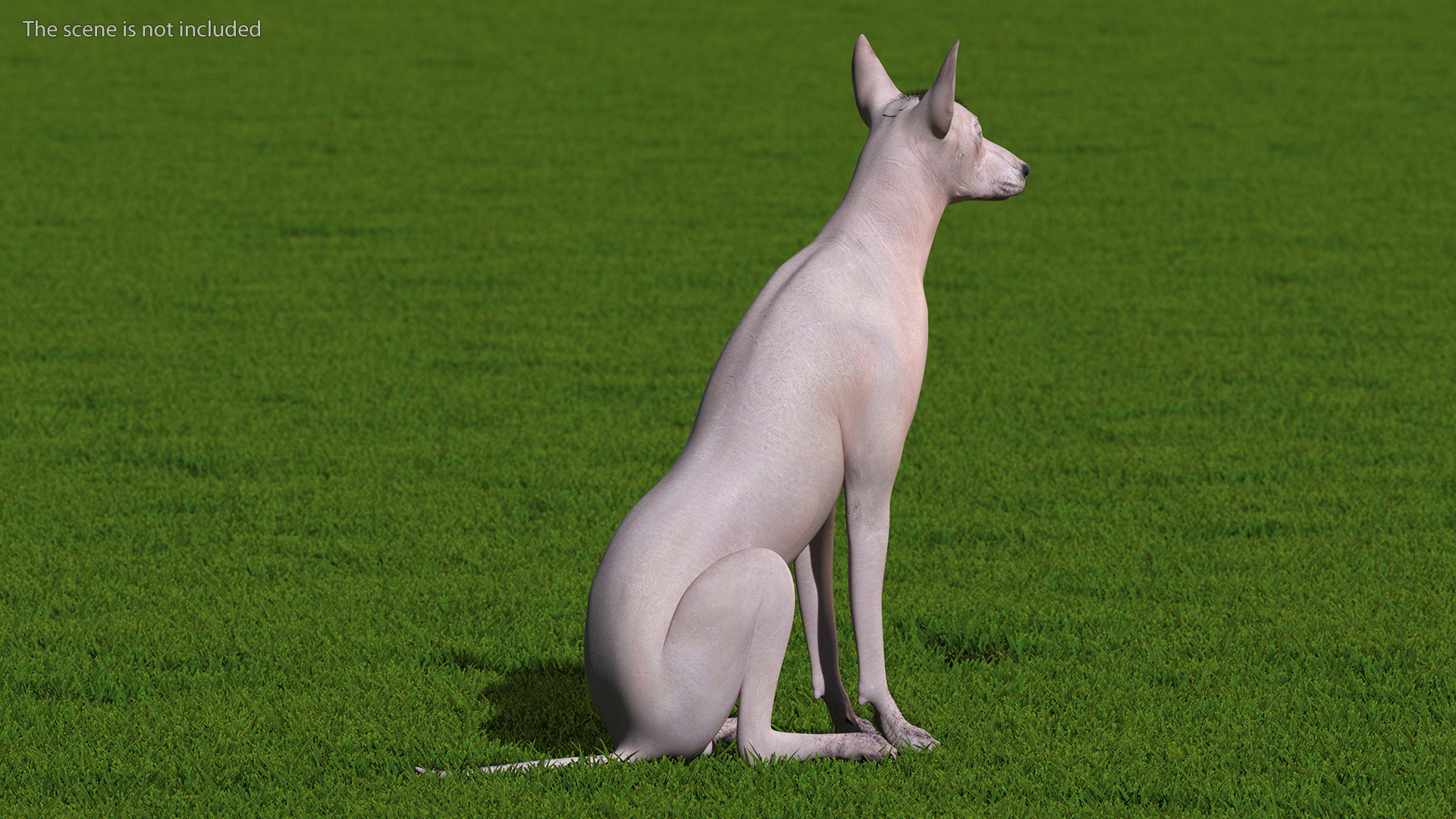 Xoloitzcuintli Mexican Dog Fawn Fur Rigged 3D