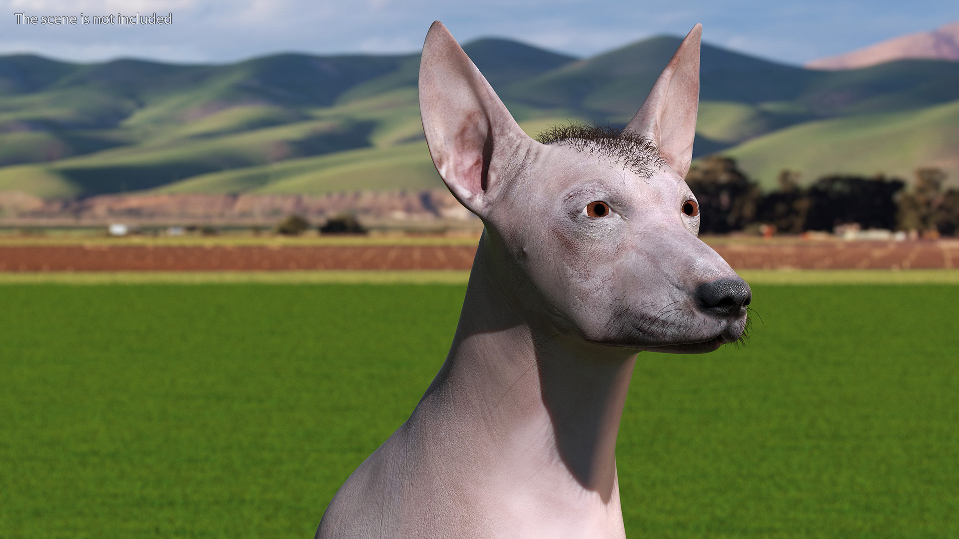 Xoloitzcuintli Mexican Dog Fawn Fur Rigged 3D