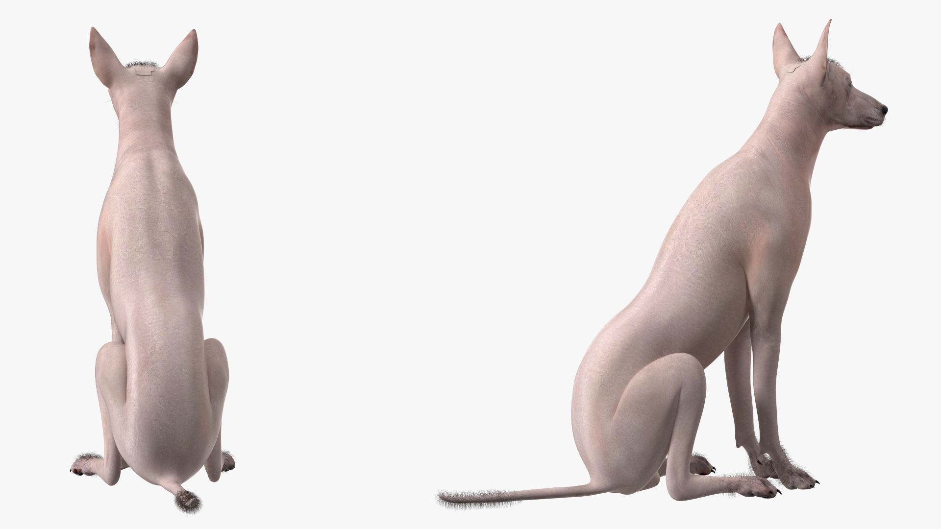 Xoloitzcuintli Mexican Dog Fawn Fur Rigged 3D