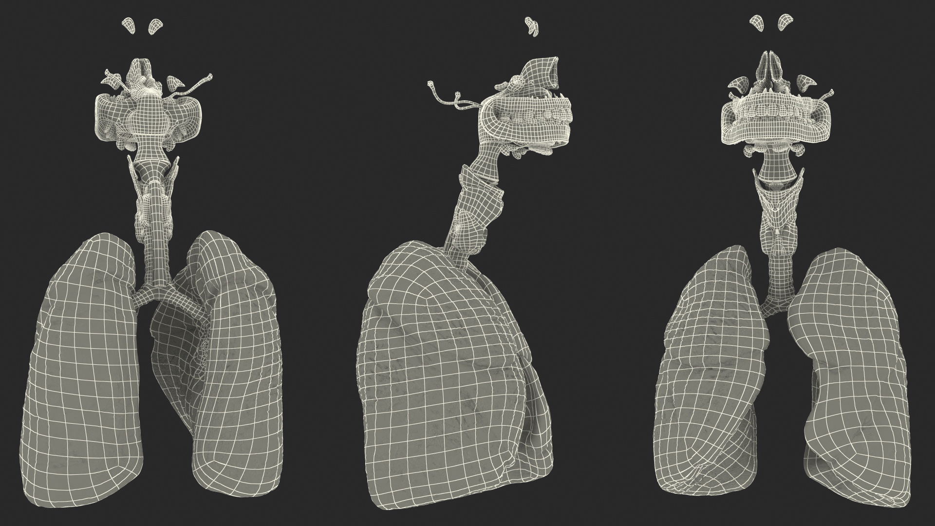 Human Full Respiratory System 3D model