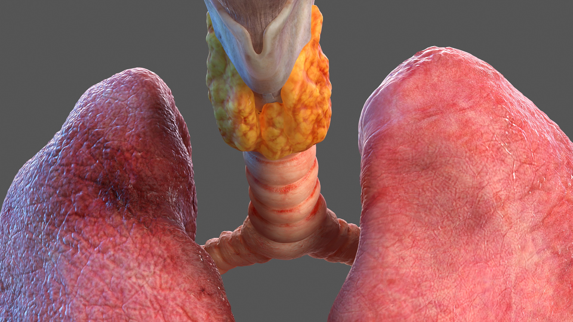 Human Full Respiratory System 3D model