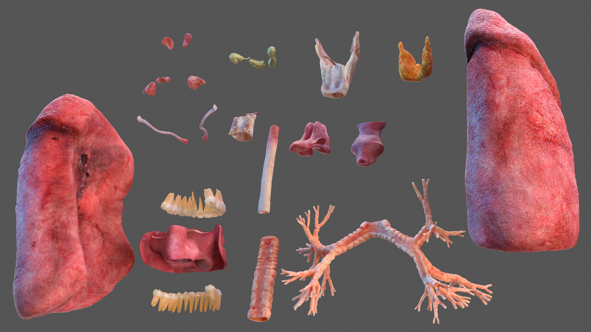 Human Full Respiratory System 3D model