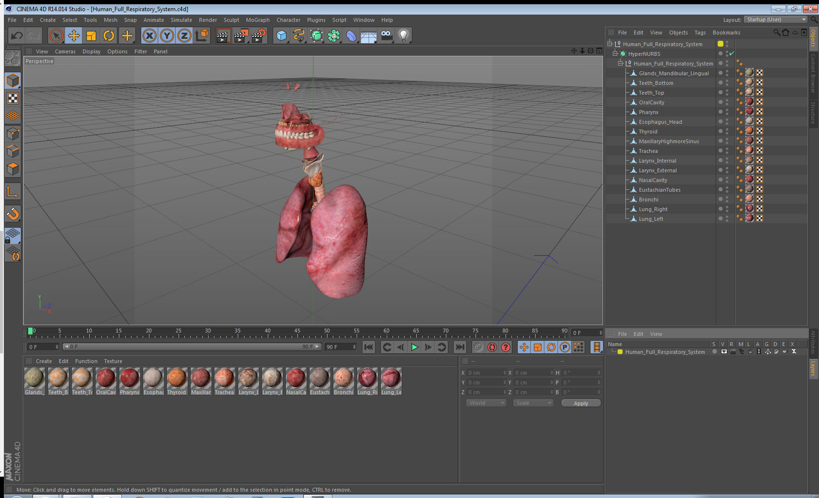 Human Full Respiratory System 3D model