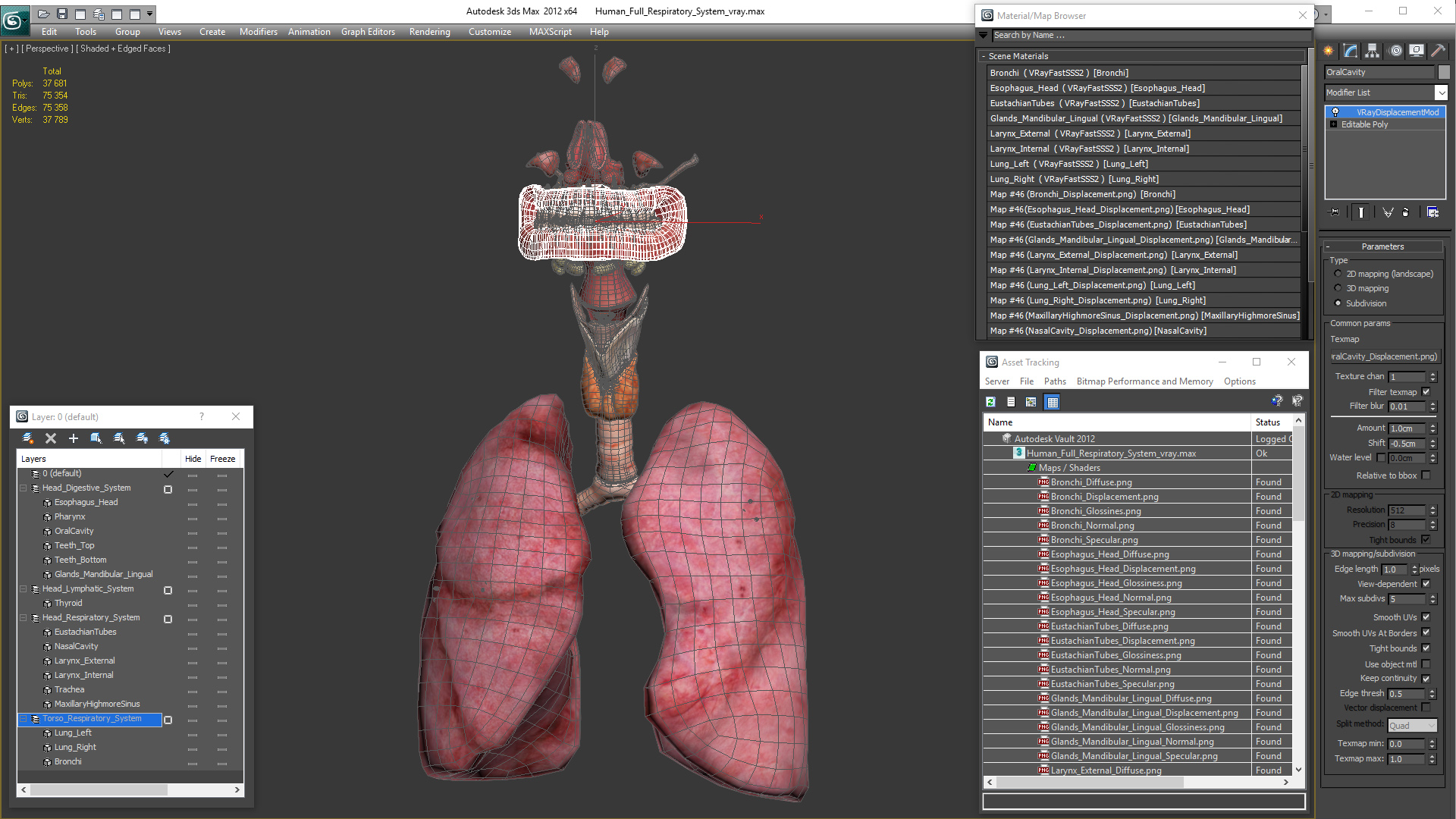 Human Full Respiratory System 3D model