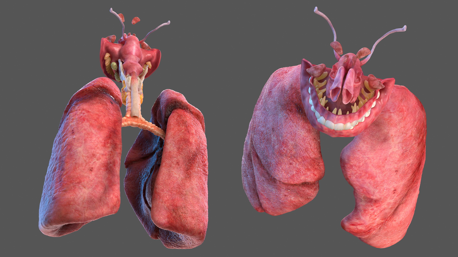 Human Full Respiratory System 3D model