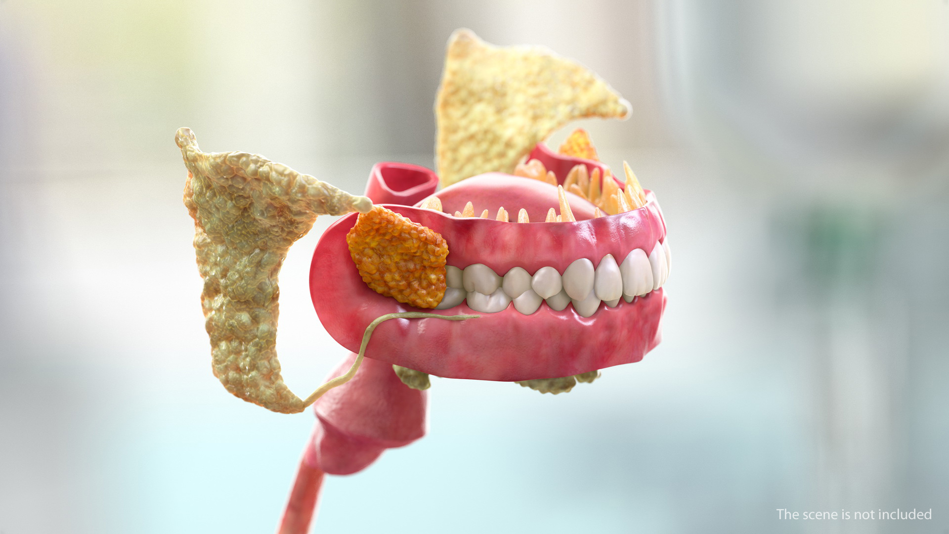 Human Full Respiratory System 3D model