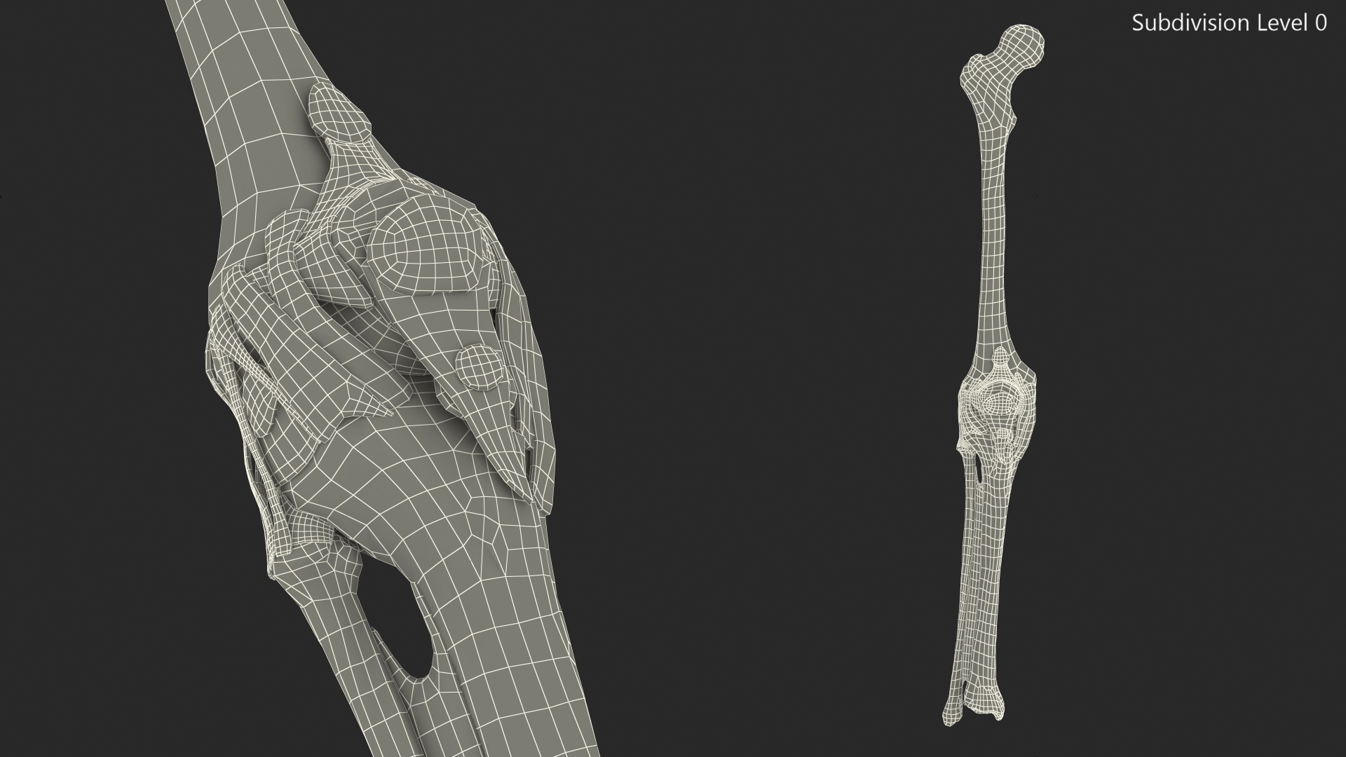 3D Human Knee Bones
