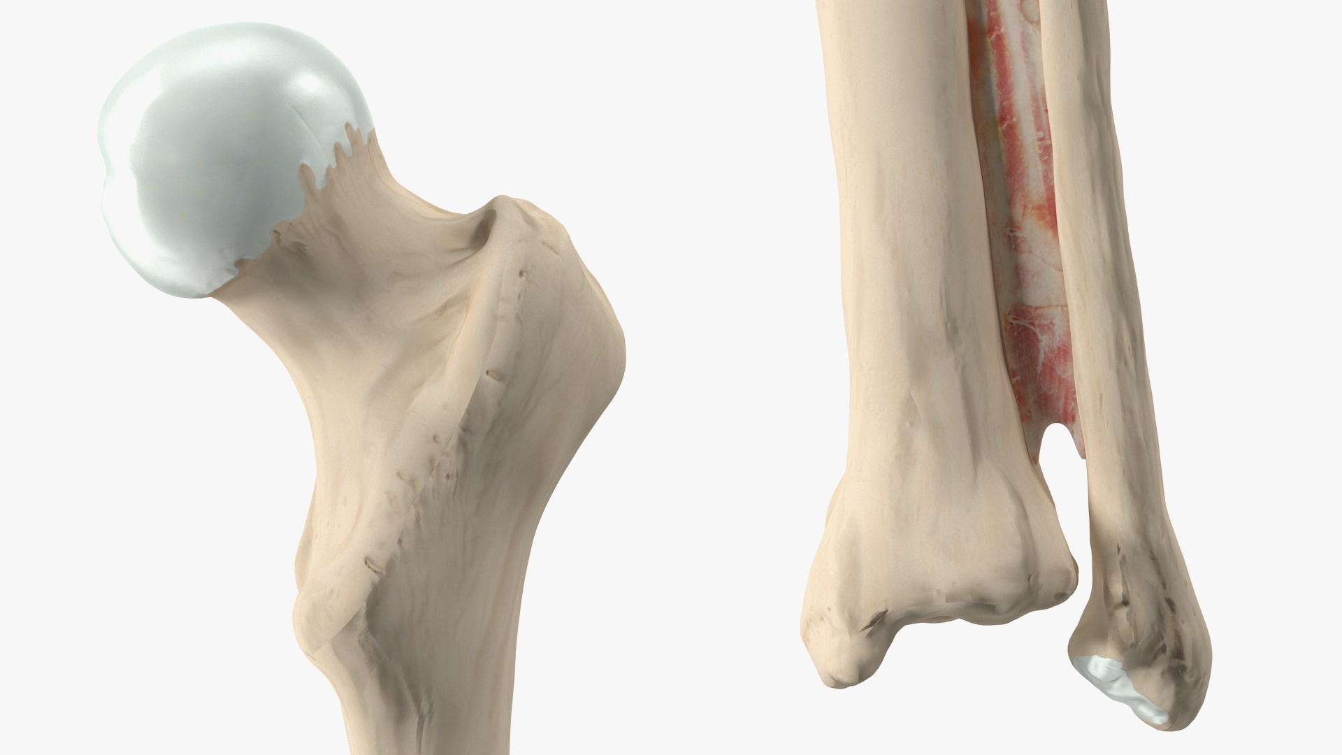 3D Human Knee Bones