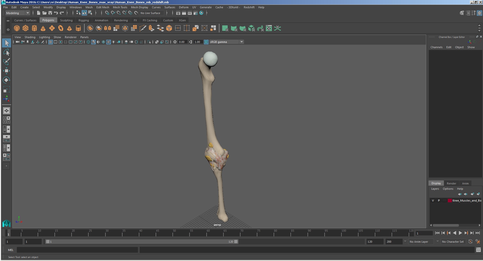 3D Human Knee Bones