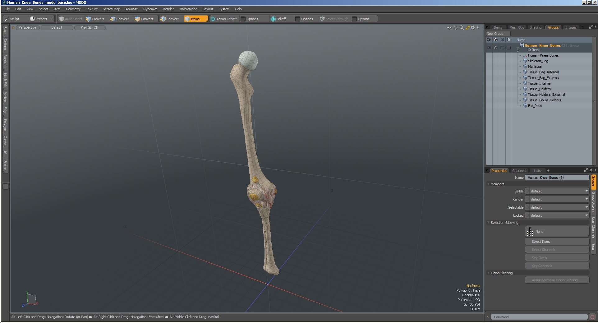 3D Human Knee Bones