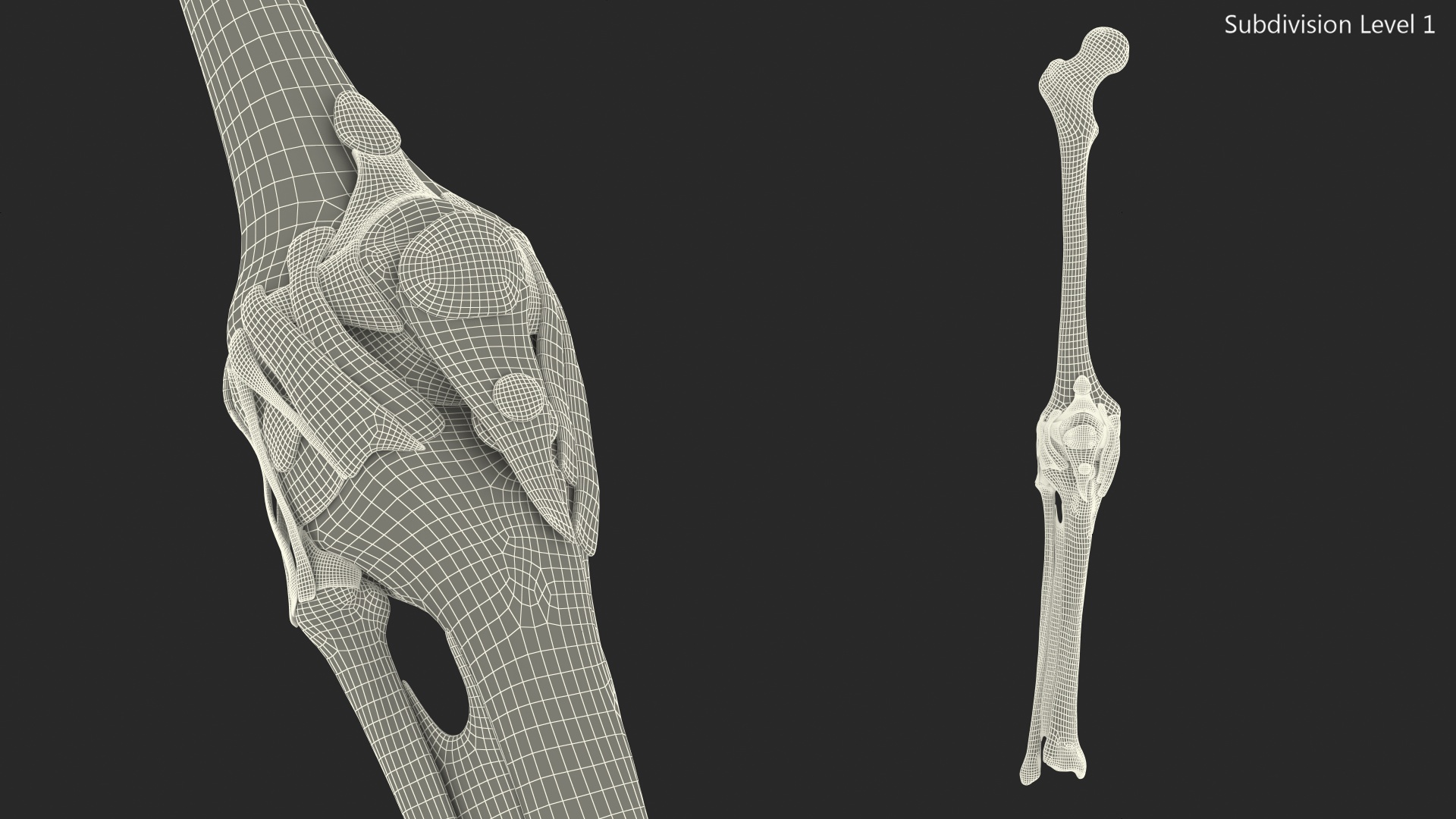 3D Human Knee Bones