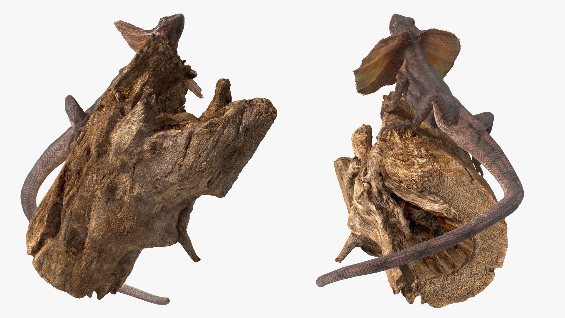 Frilled Lizard on Snag 3D