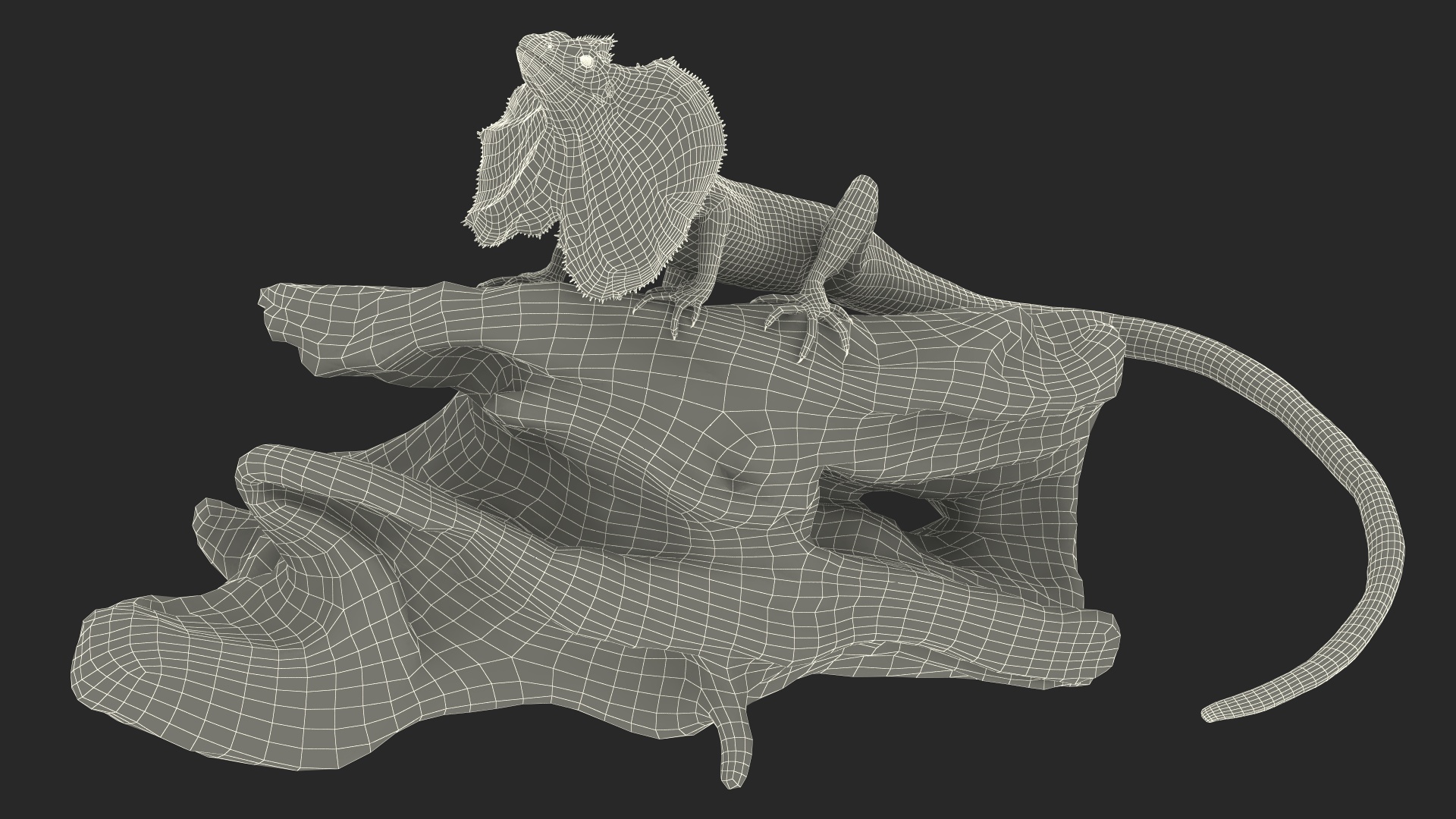 Frilled Lizard on Snag 3D