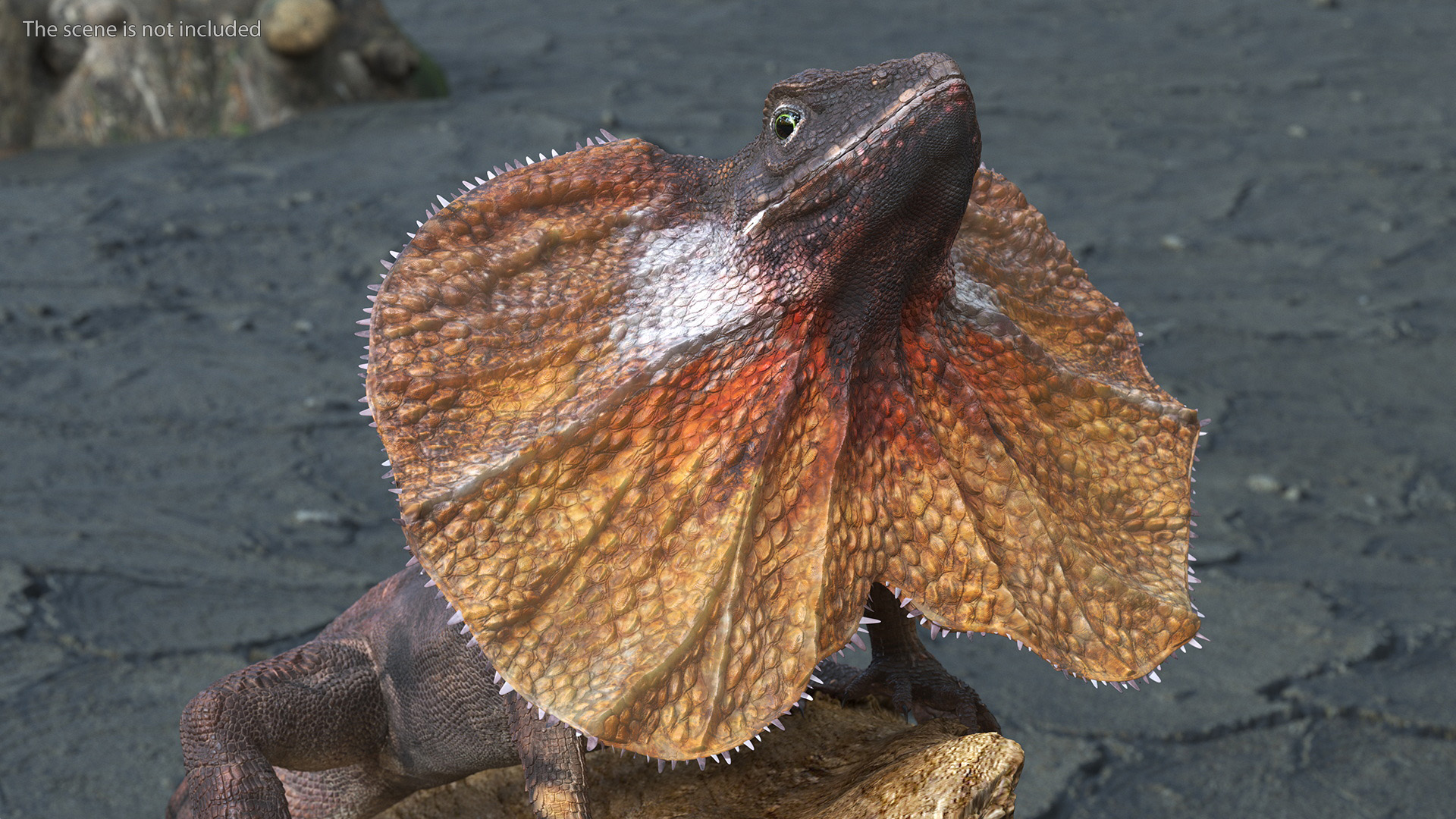 Frilled Lizard on Snag 3D