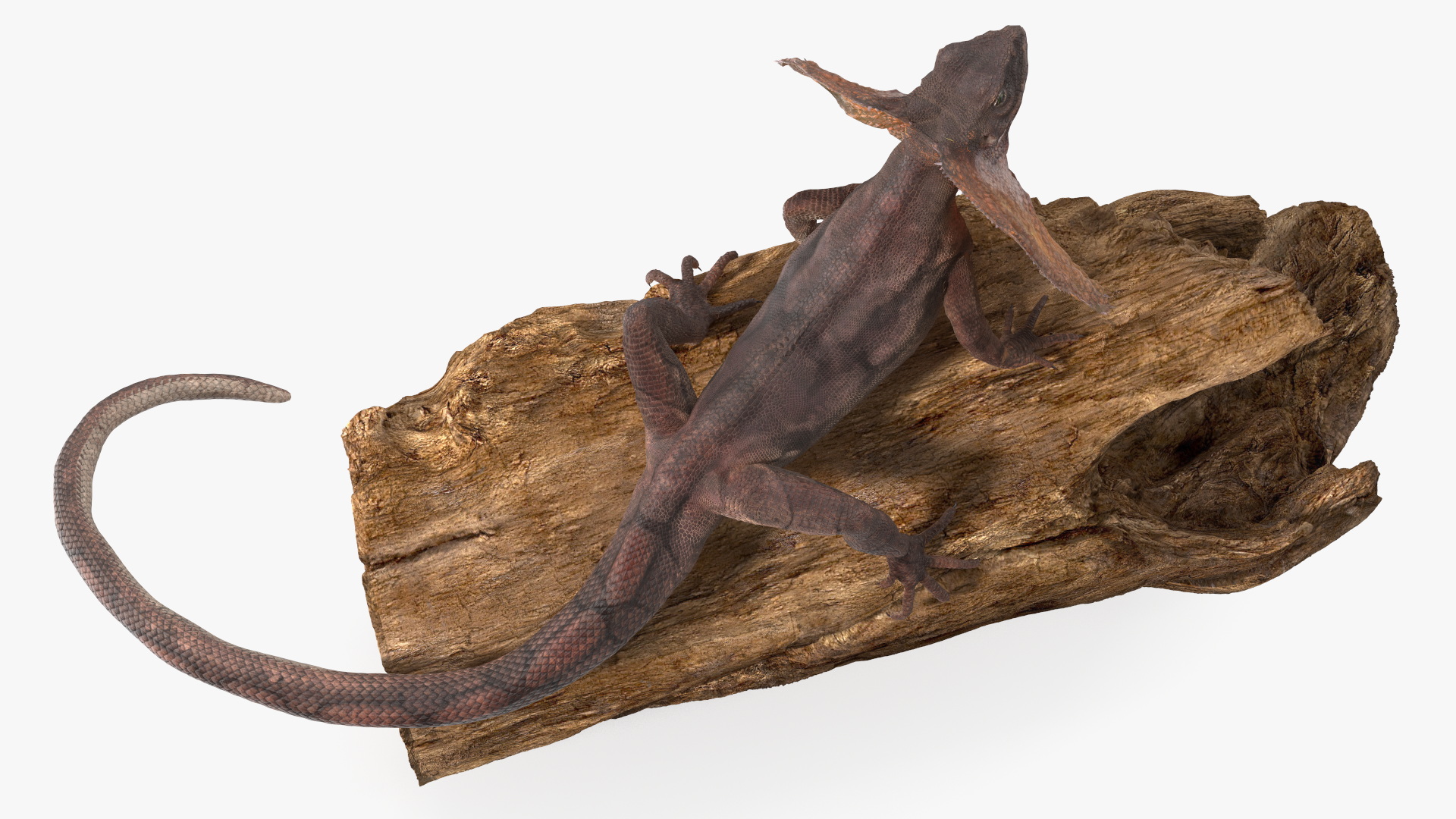 Frilled Lizard on Snag 3D
