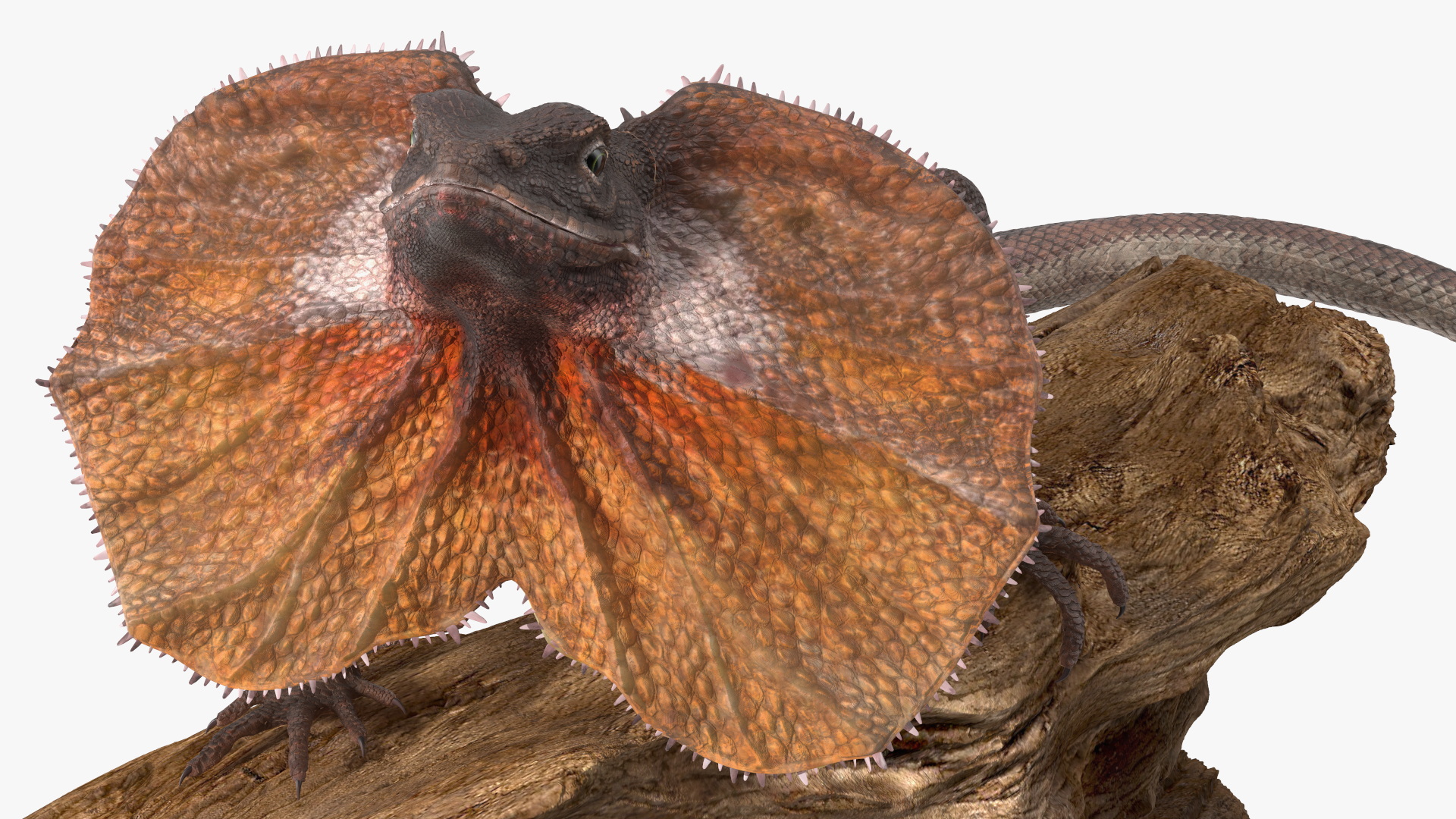 Frilled Lizard on Snag 3D