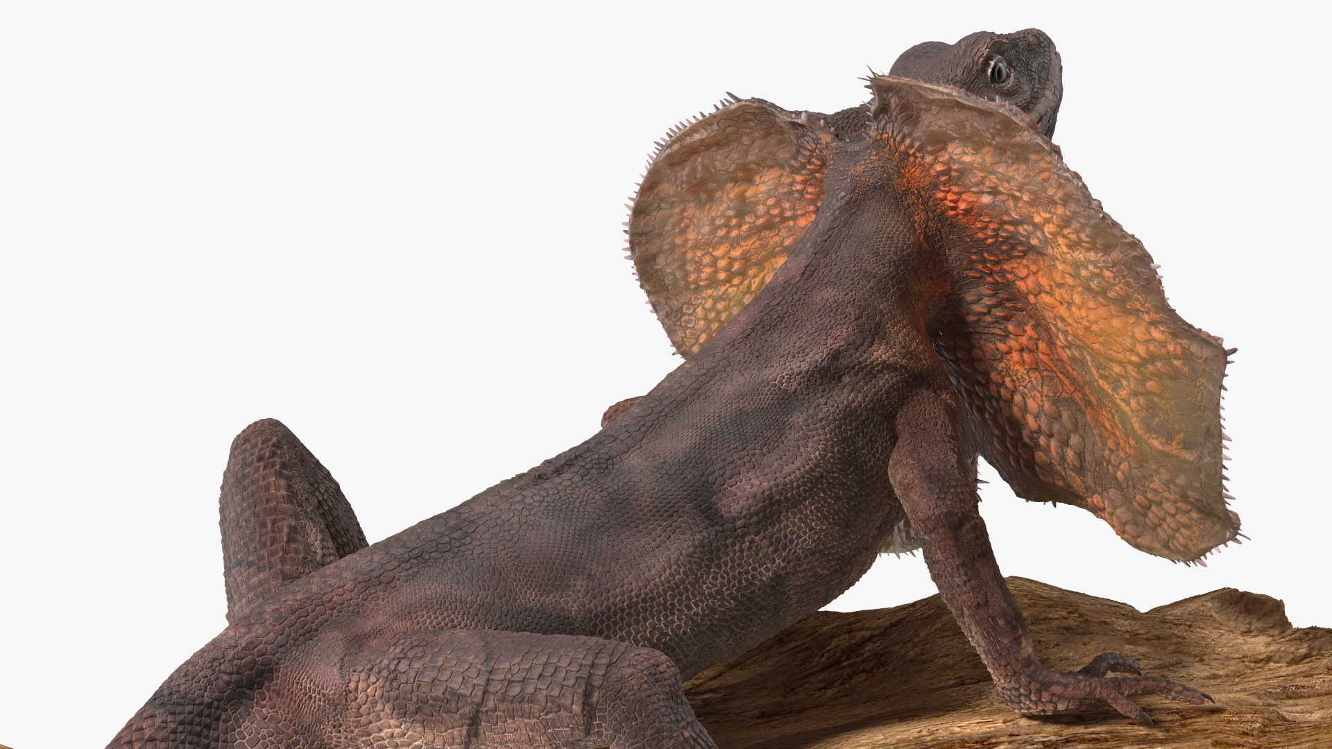 Frilled Lizard on Snag 3D
