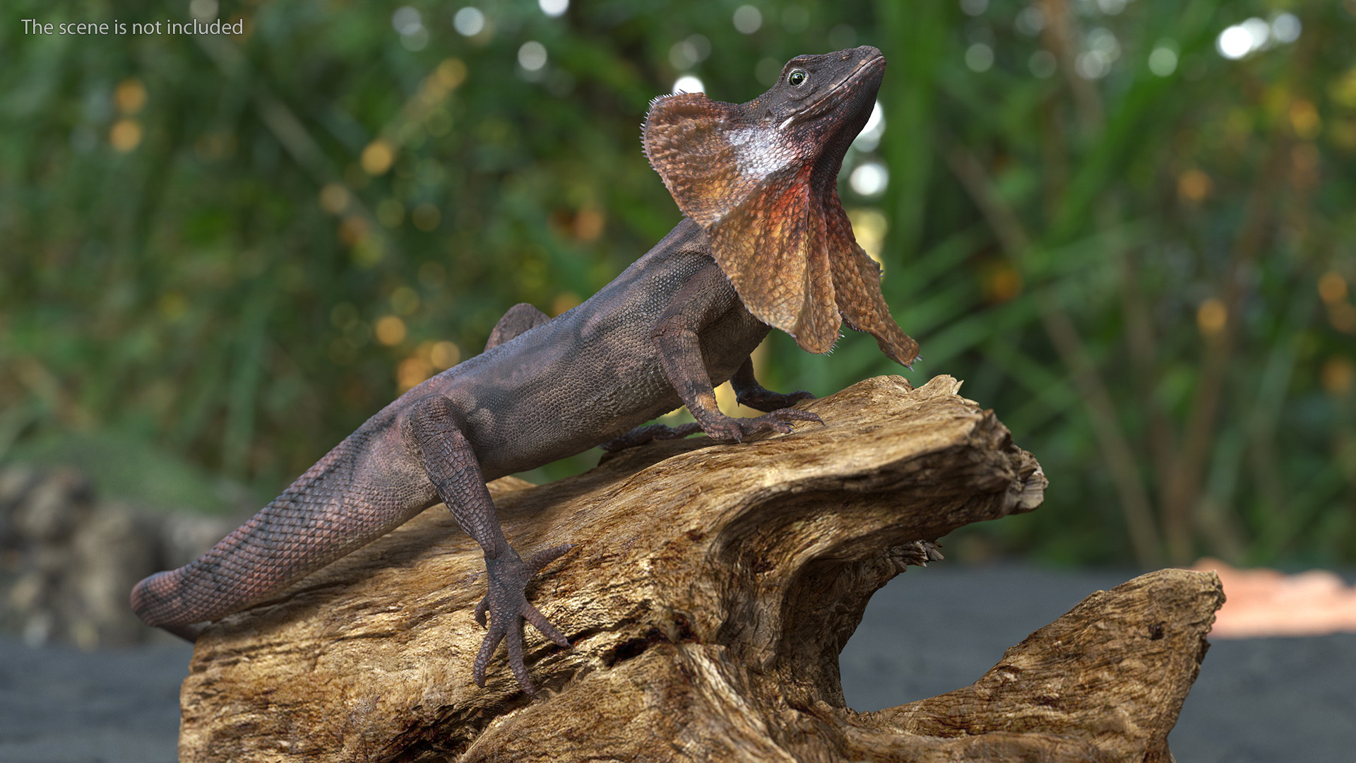 Frilled Lizard on Snag 3D