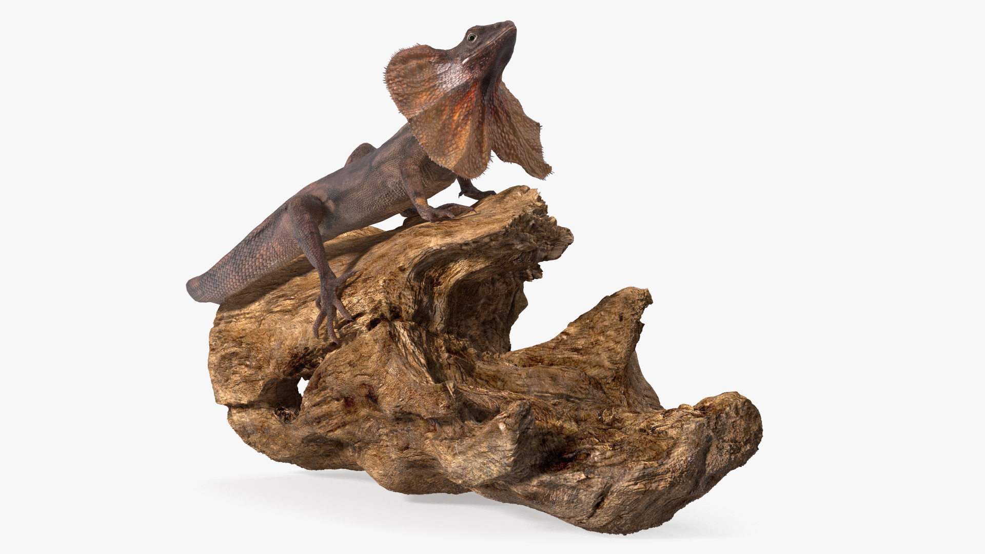 Frilled Lizard on Snag 3D