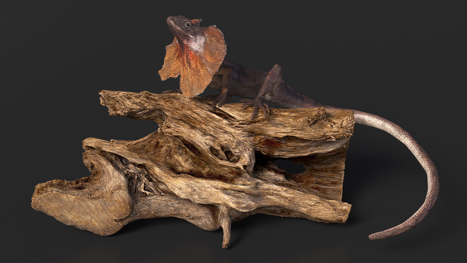 Frilled Lizard on Snag 3D