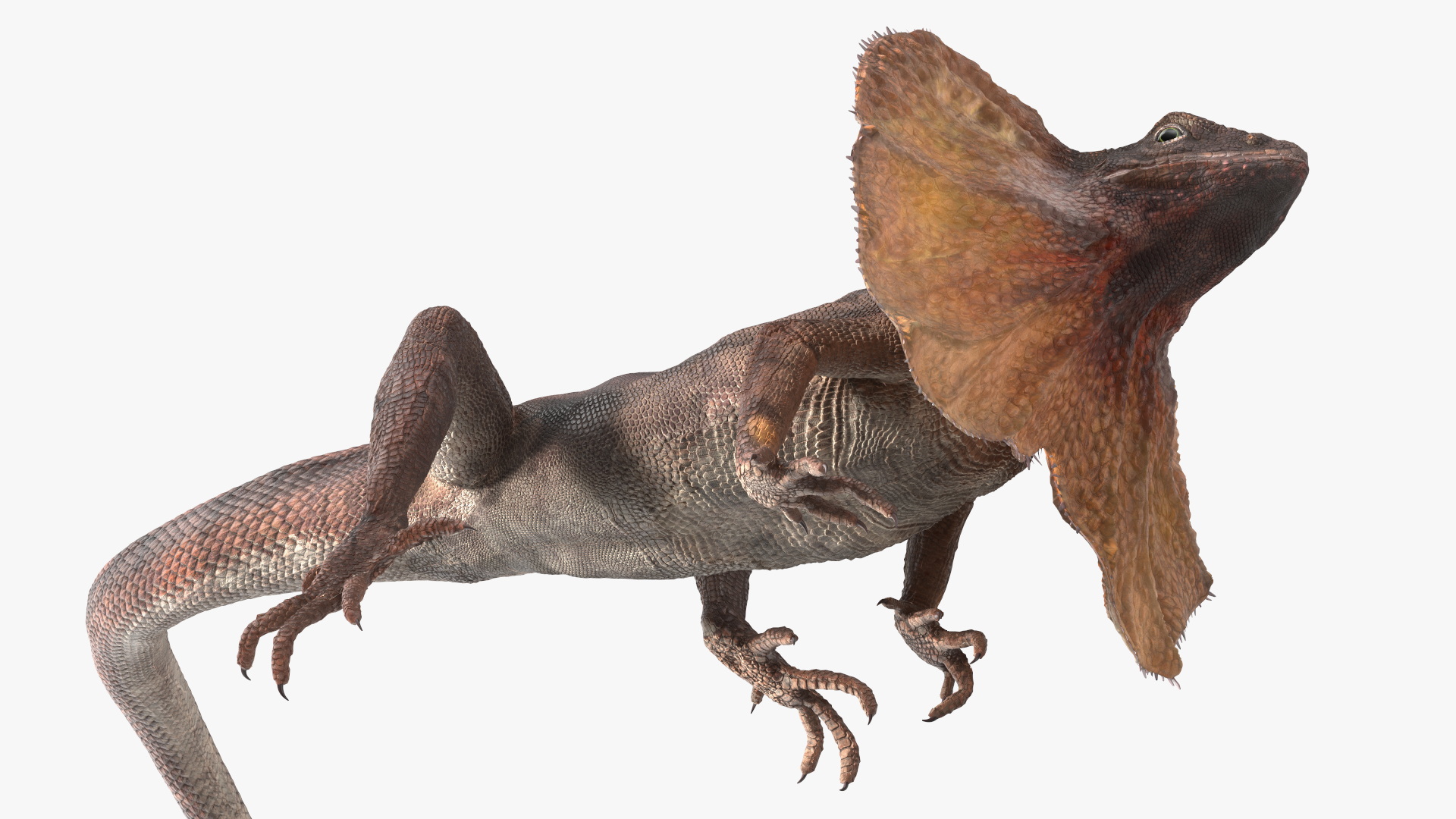 Frilled Lizard on Snag 3D
