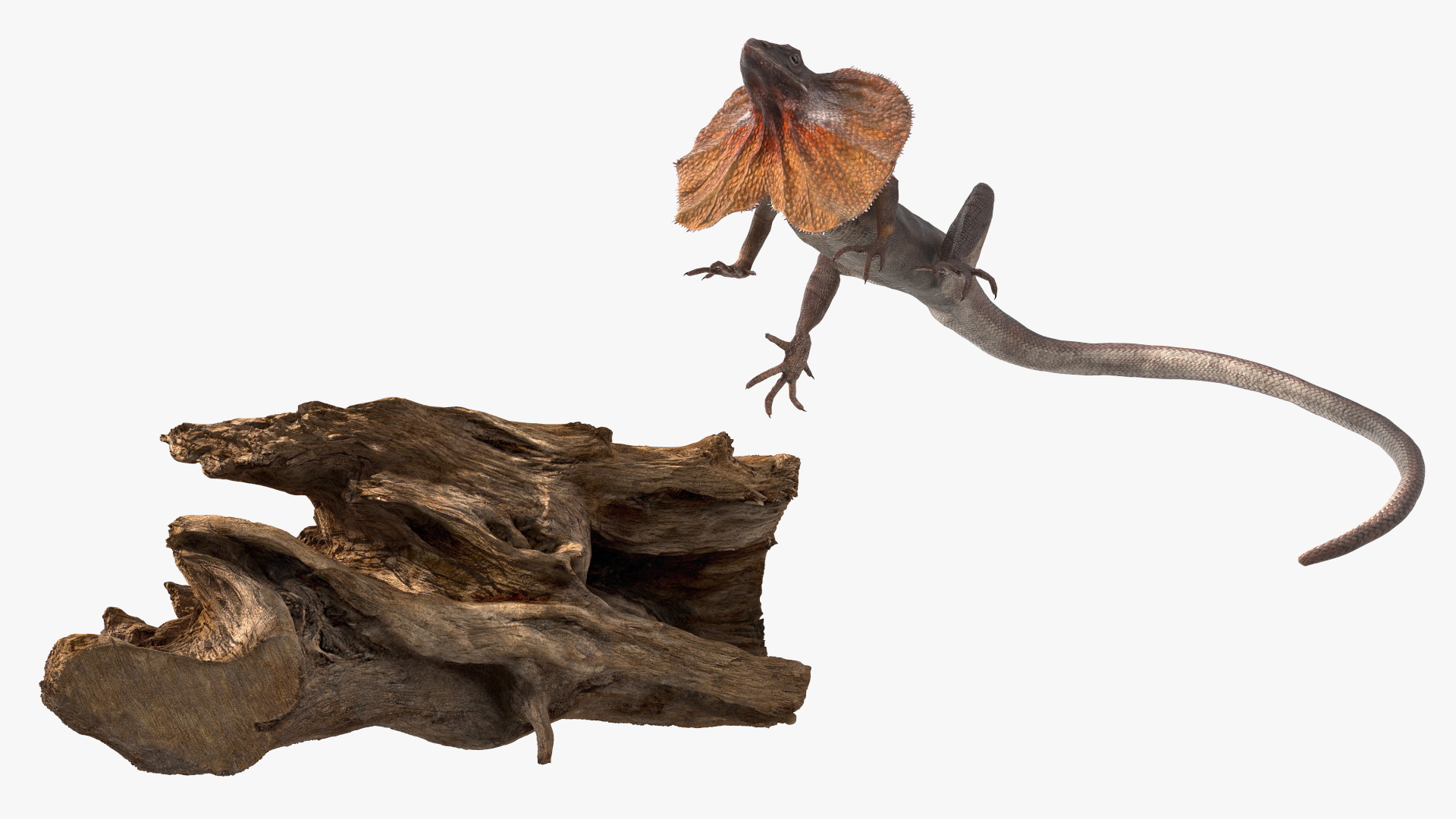 Frilled Lizard on Snag 3D