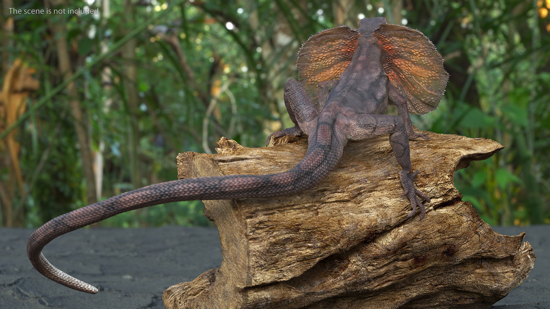 Frilled Lizard on Snag 3D