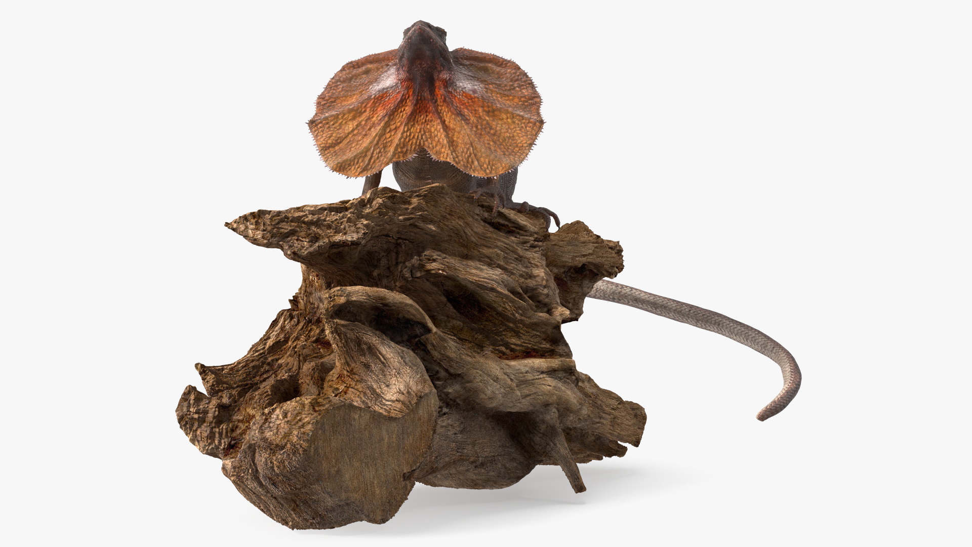 Frilled Lizard on Snag 3D