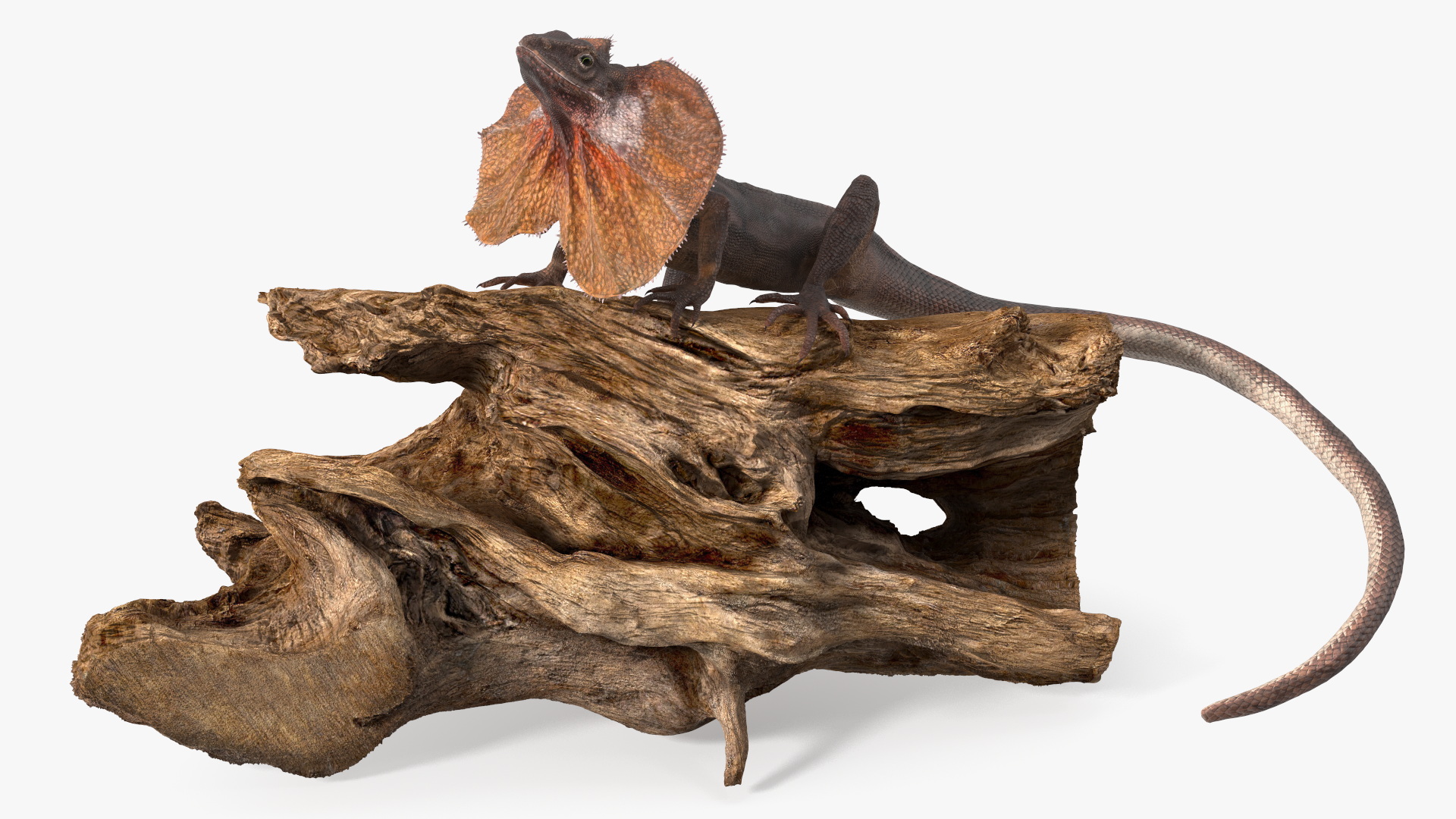 Frilled Lizard on Snag 3D